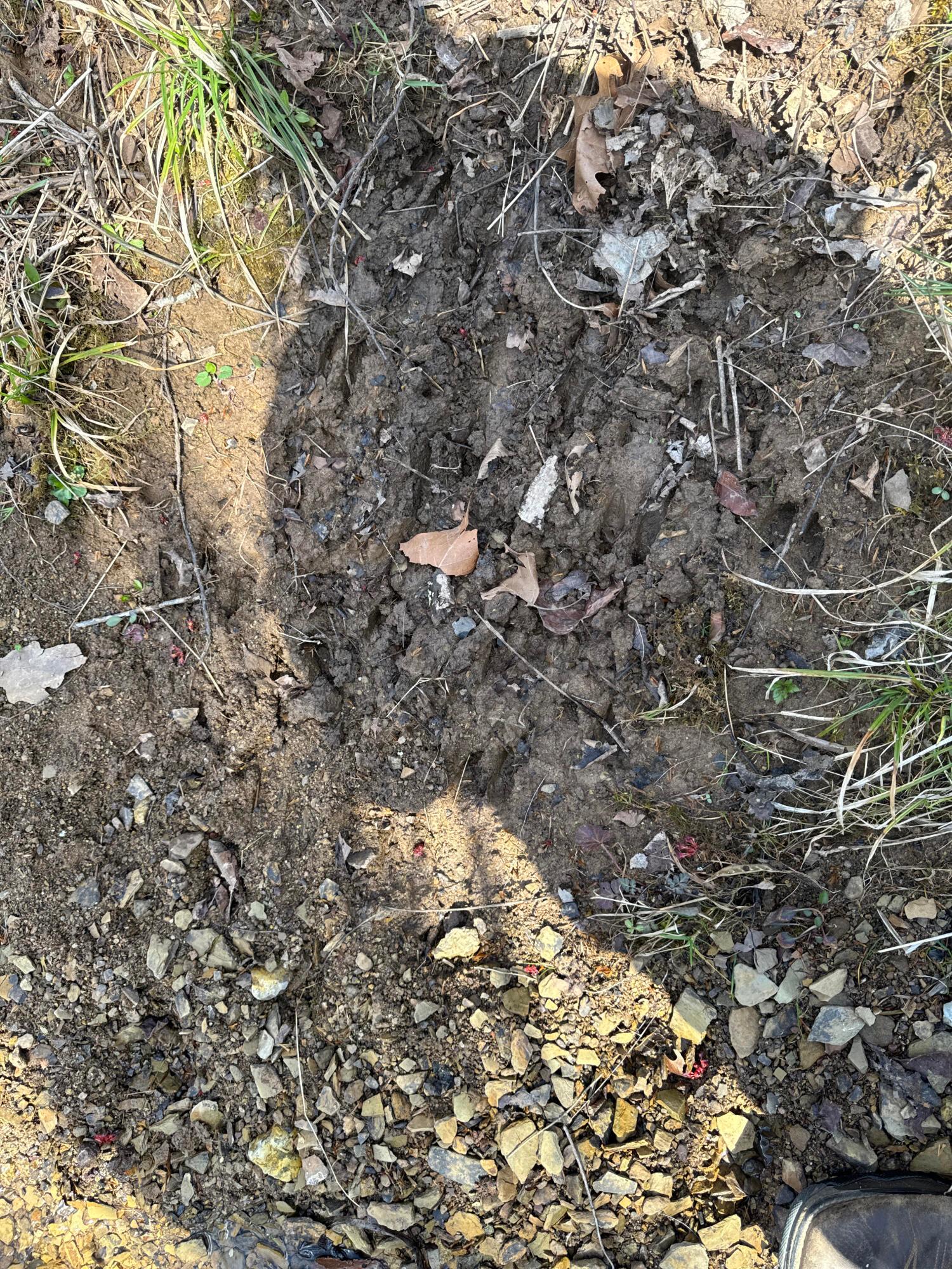 0 Left Fork Road Property Photo 17
