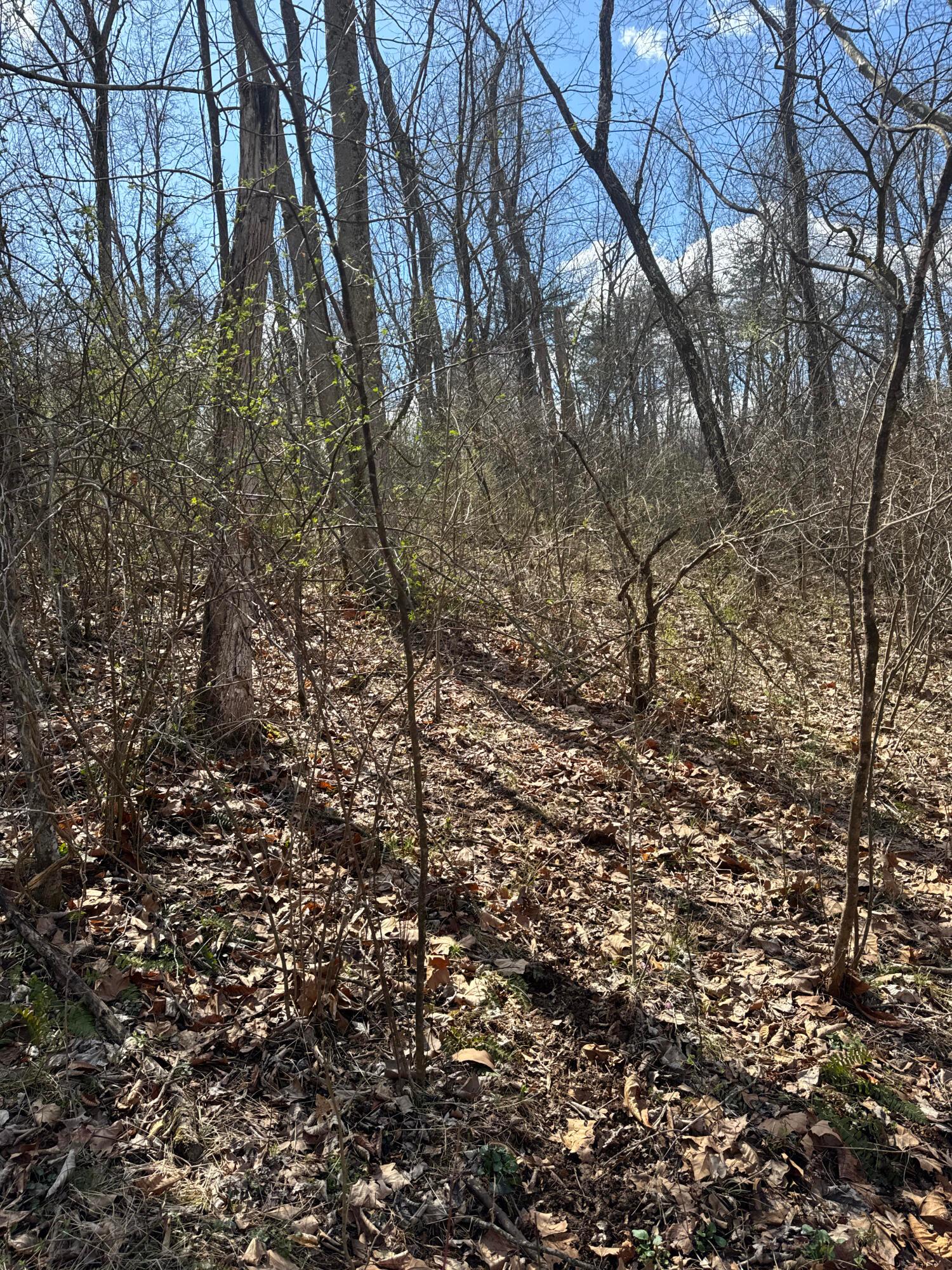 0 Left Fork Road Property Photo 18