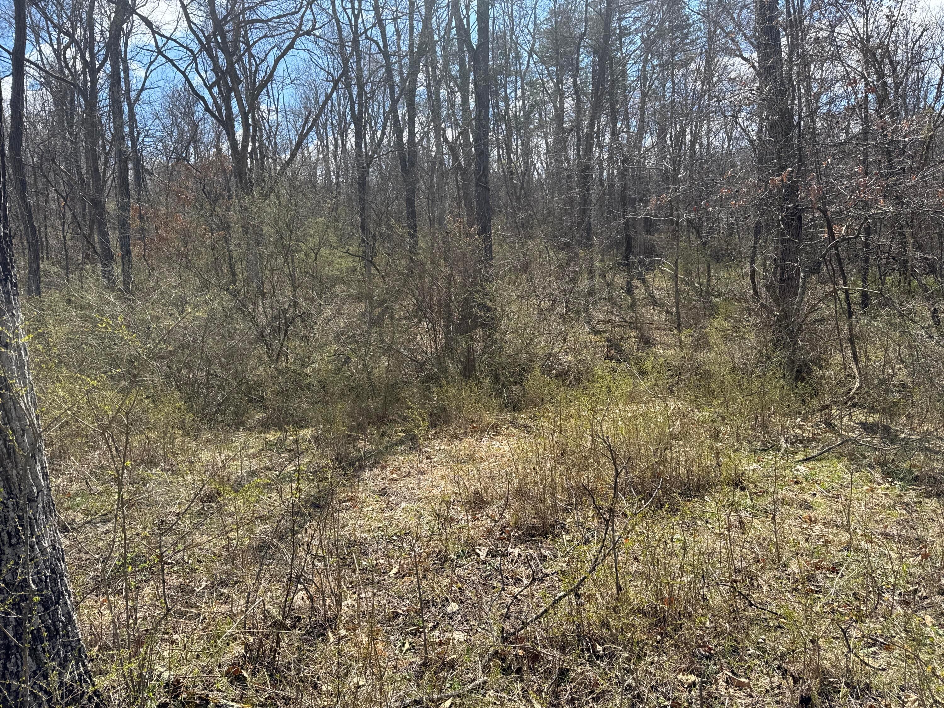 0 Left Fork Road Property Photo 19