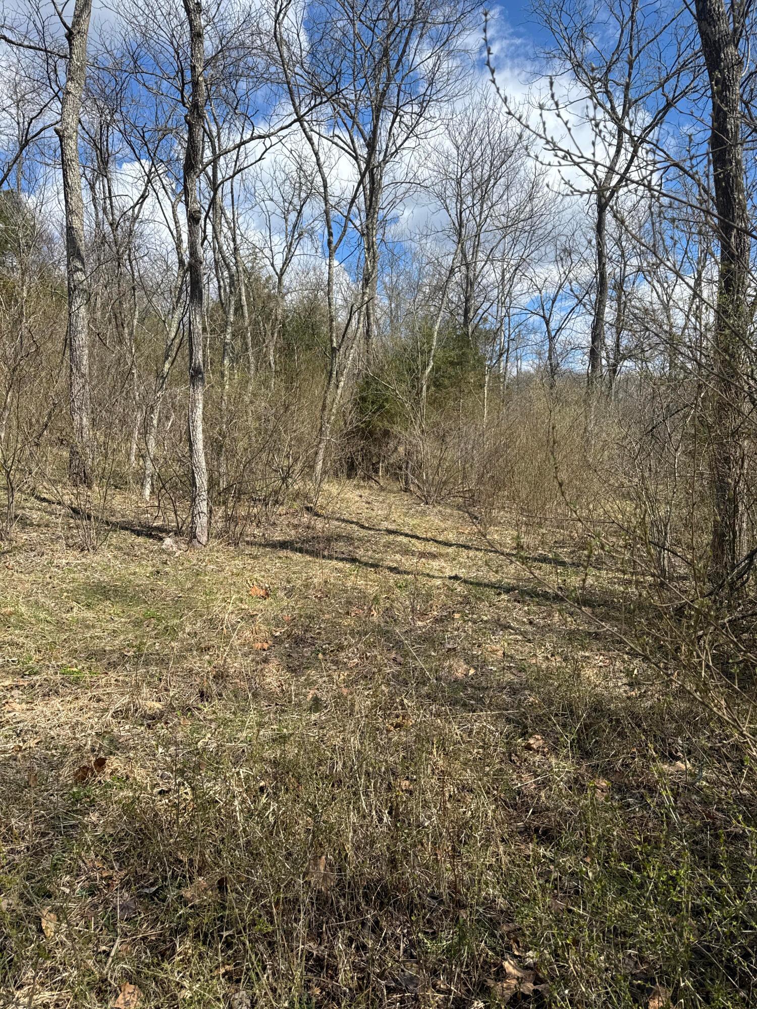 0 Left Fork Road Property Photo 20