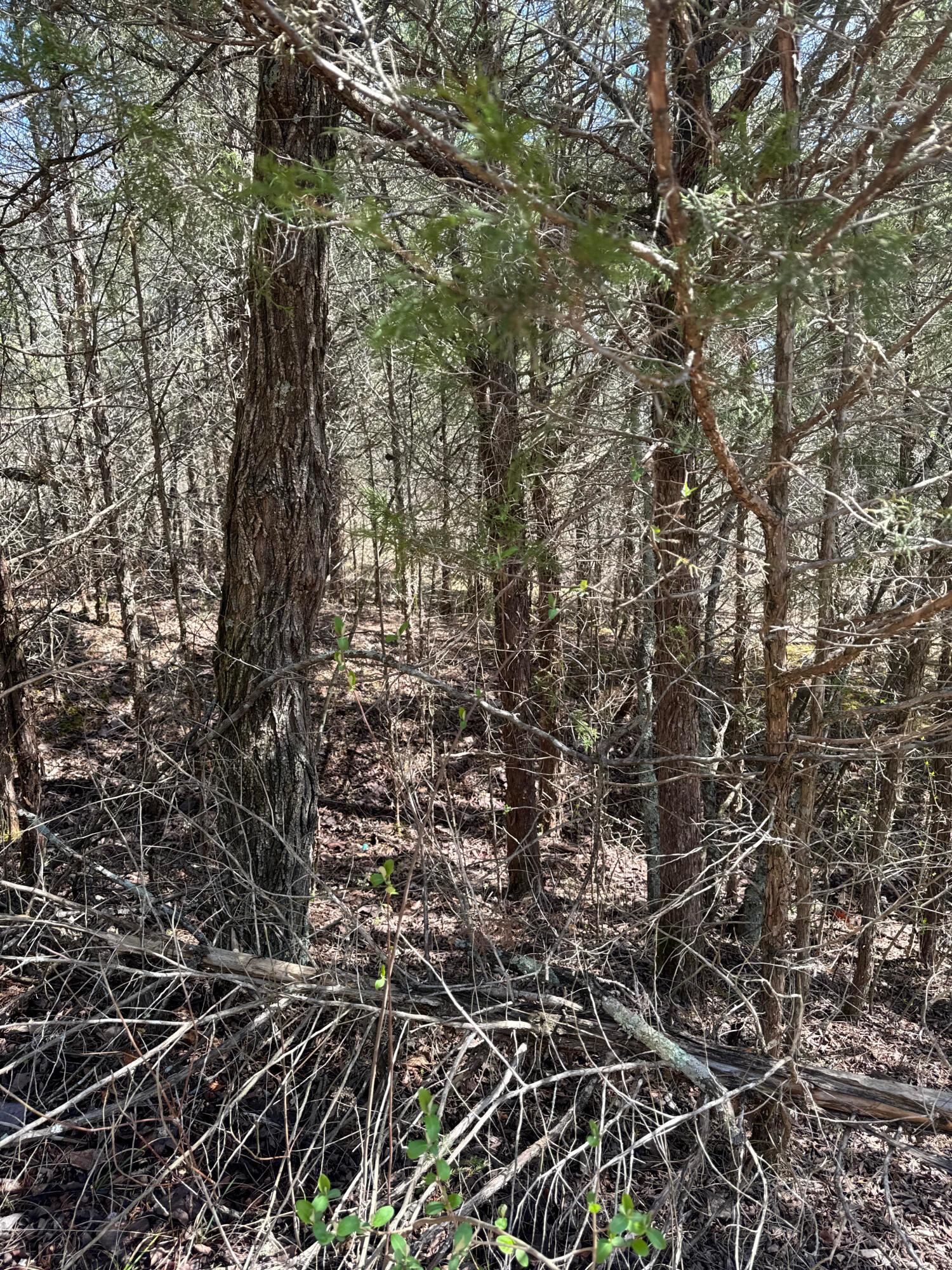 0 Left Fork Road Property Photo 22