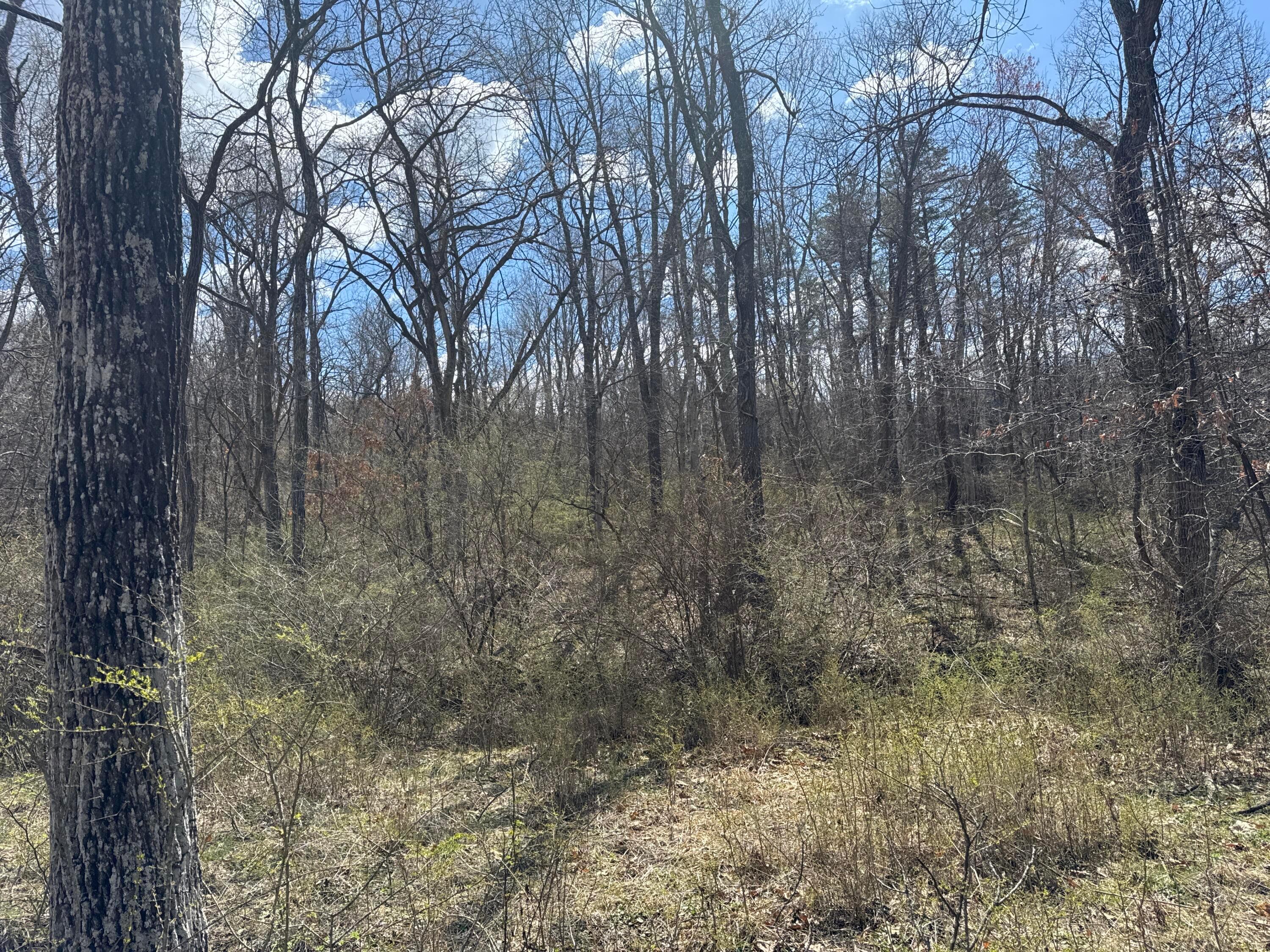 0 Left Fork Road Property Photo 24
