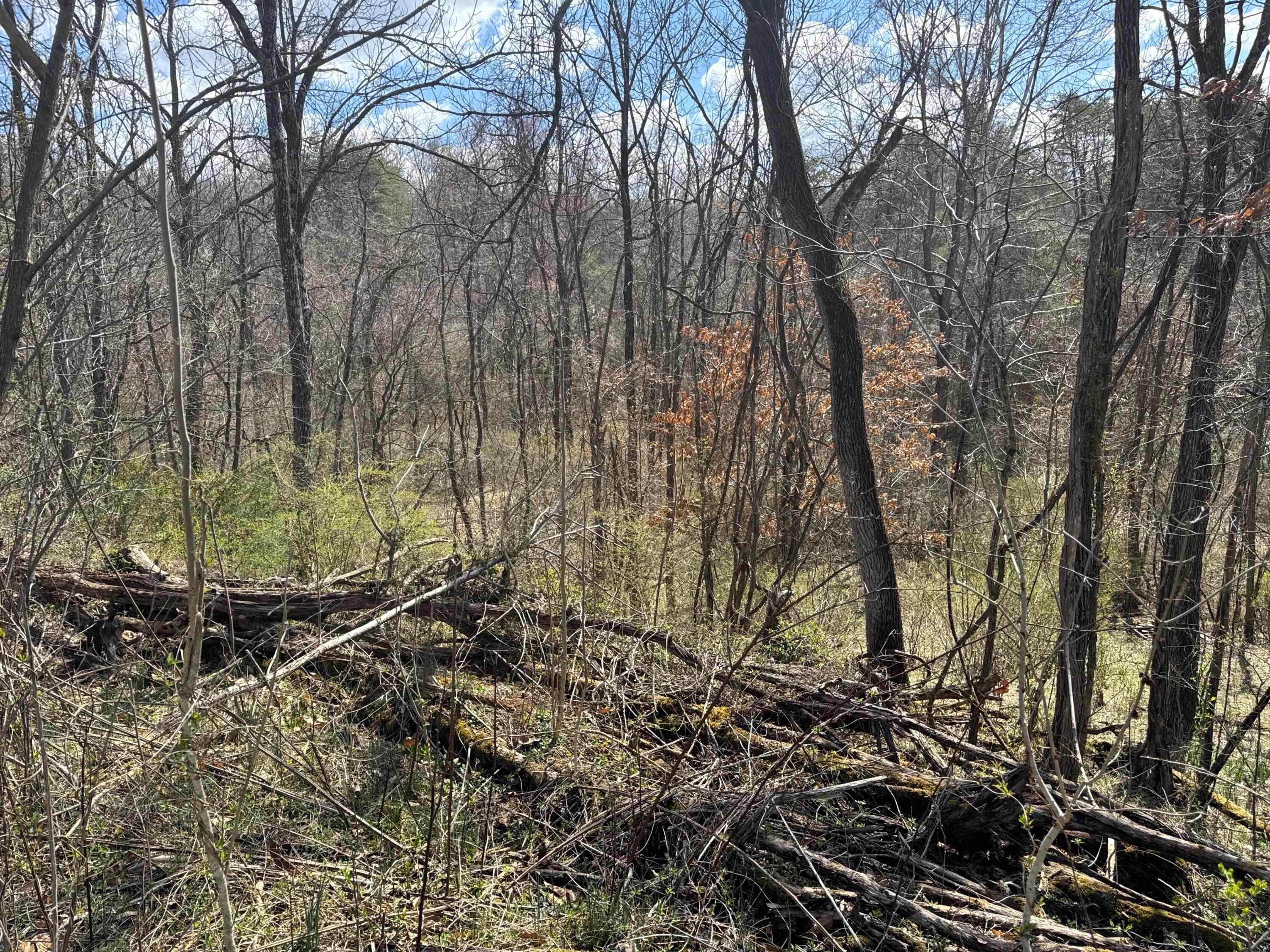 0 Left Fork Road Property Photo 29