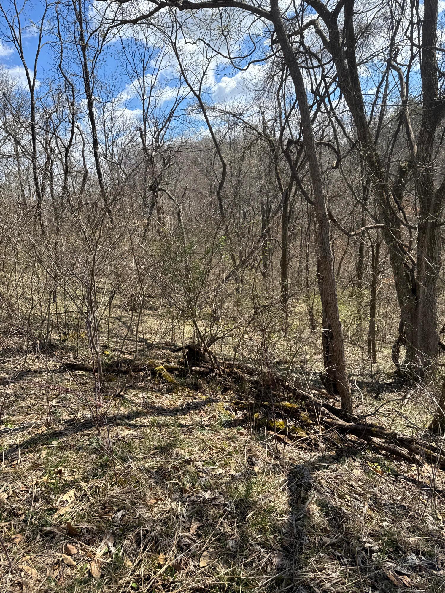 0 Left Fork Road Property Photo 31