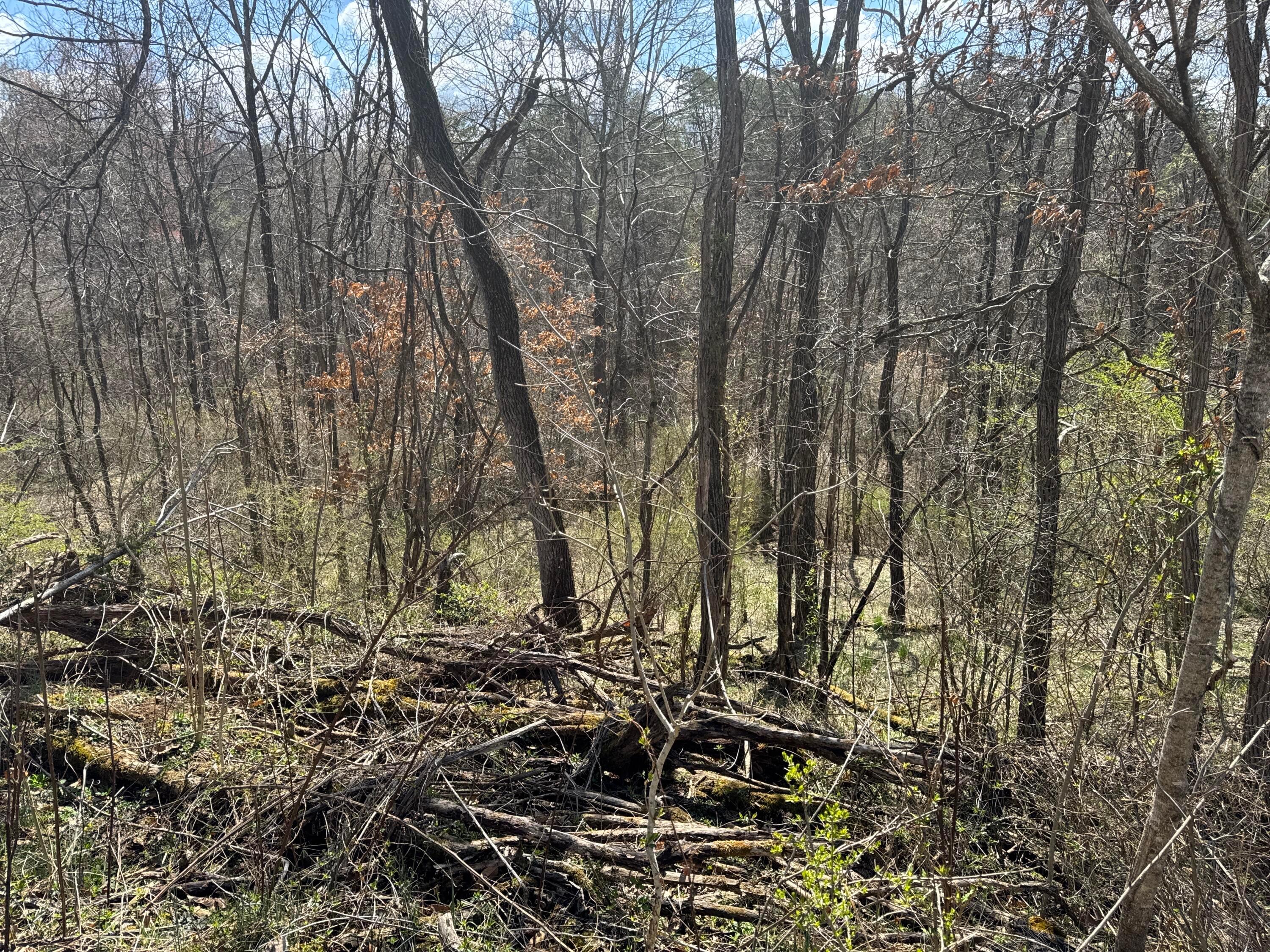 0 Left Fork Road Property Photo 35