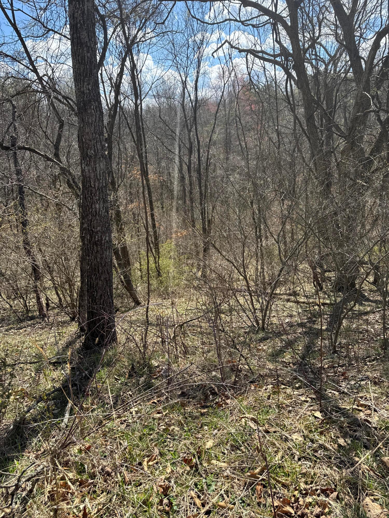 0 Left Fork Road Property Photo 36