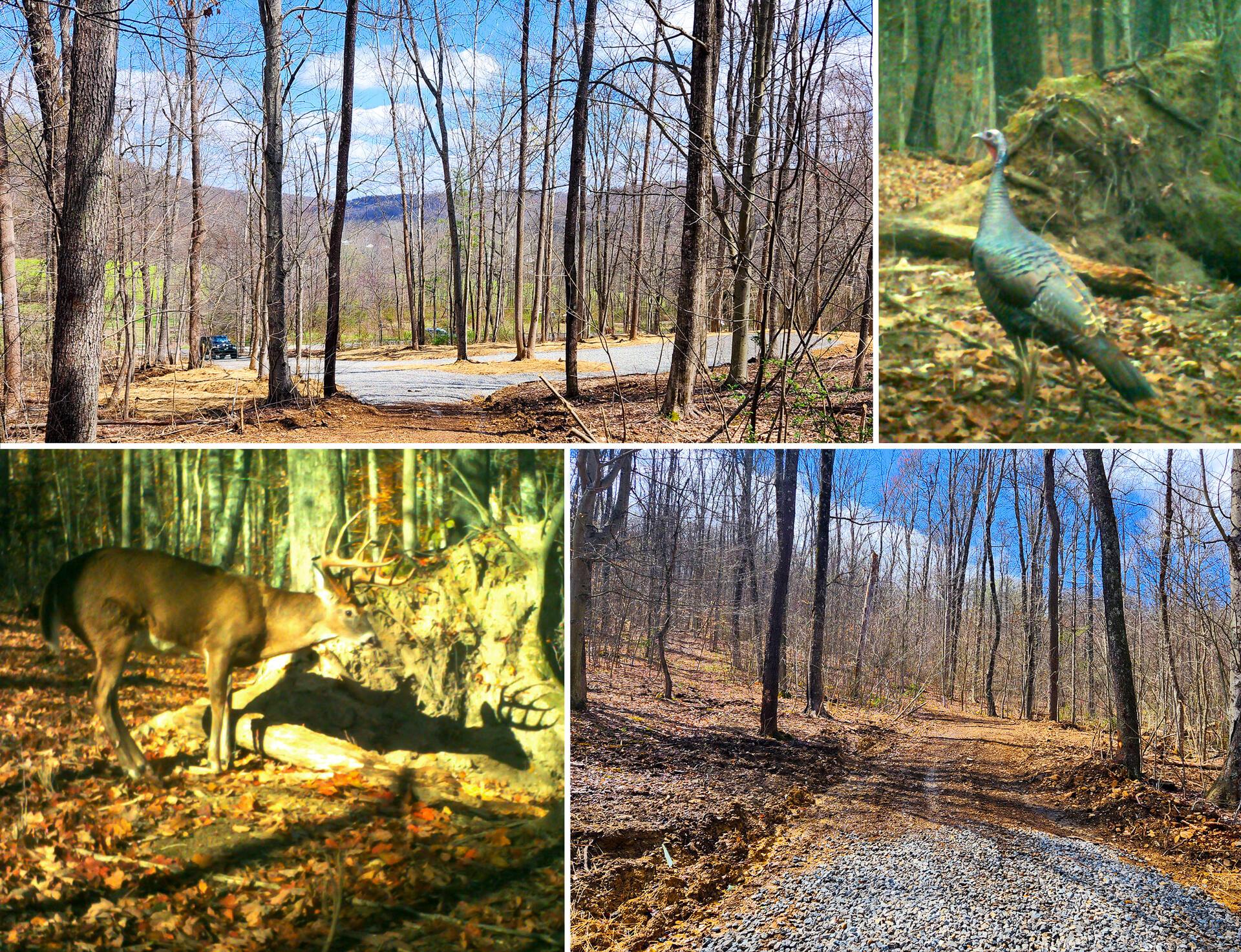 0 Pike Lake Rd Road, (tract 1 Pike Lake Getaway) Property Photo