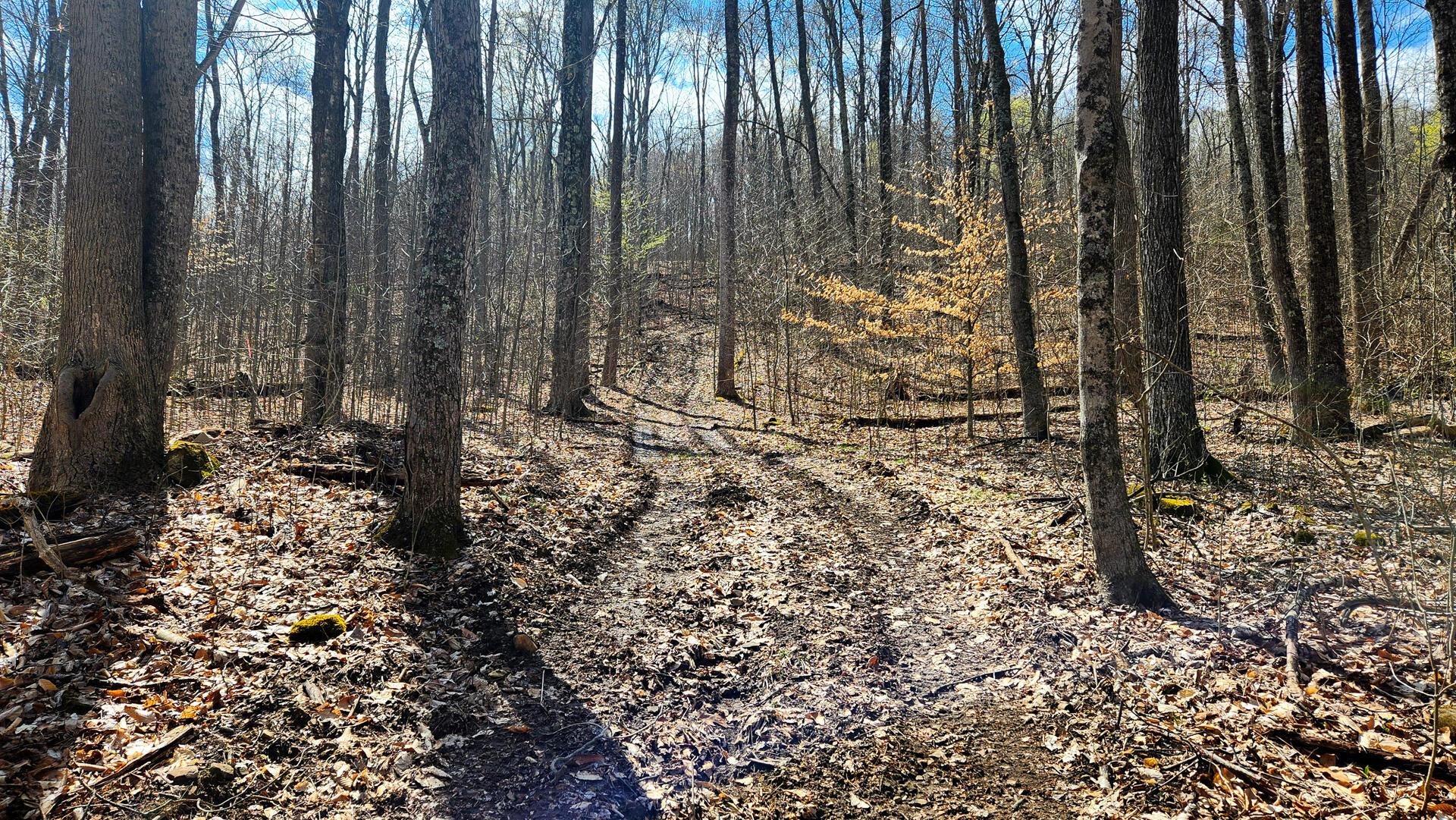 0 Pike Lake Rd Road, (tract 1 Pike Lake Getaway) Property Photo 21