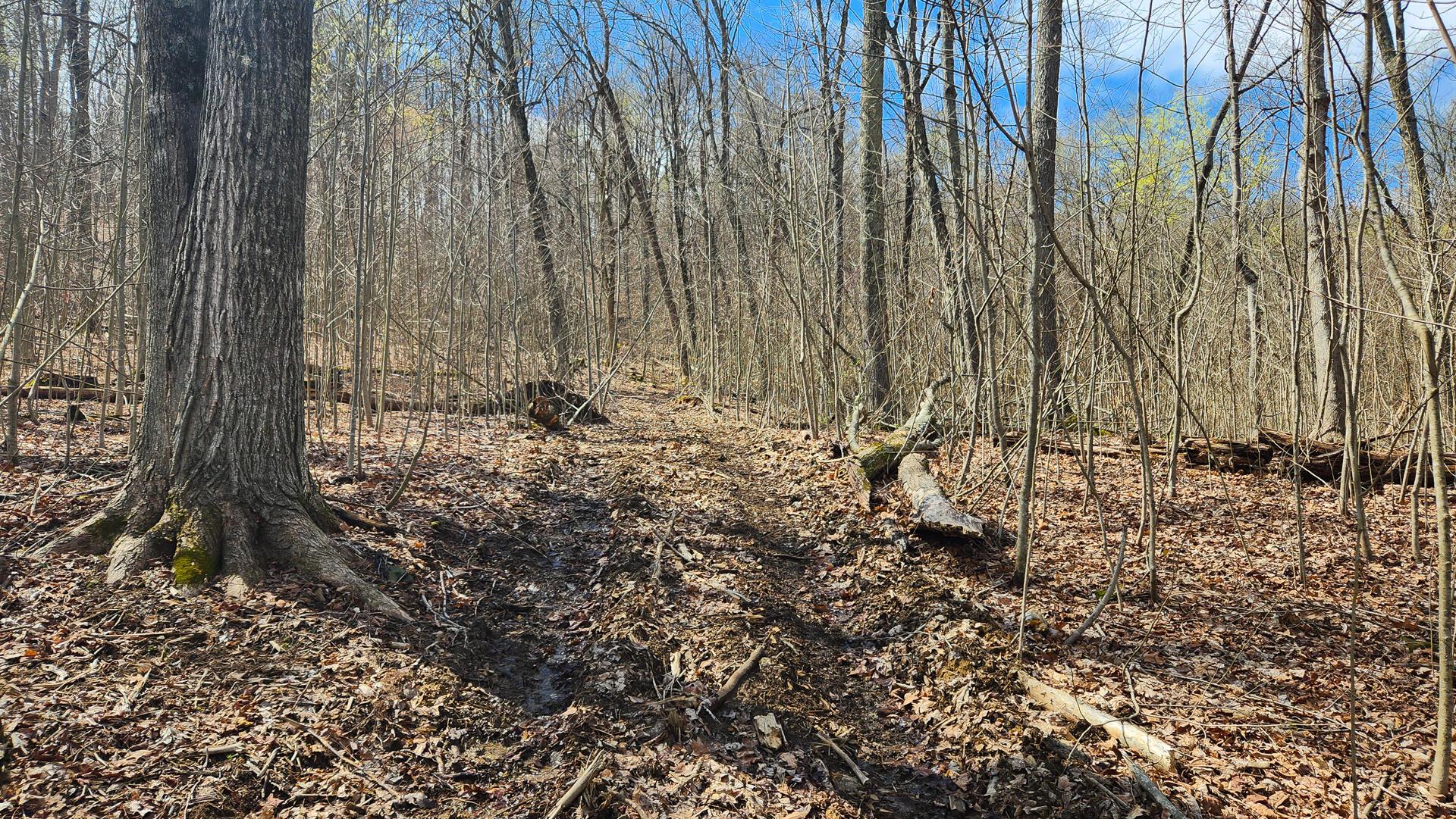 0 Pike Lake Rd Road, (tract 1 Pike Lake Getaway) Property Photo 29