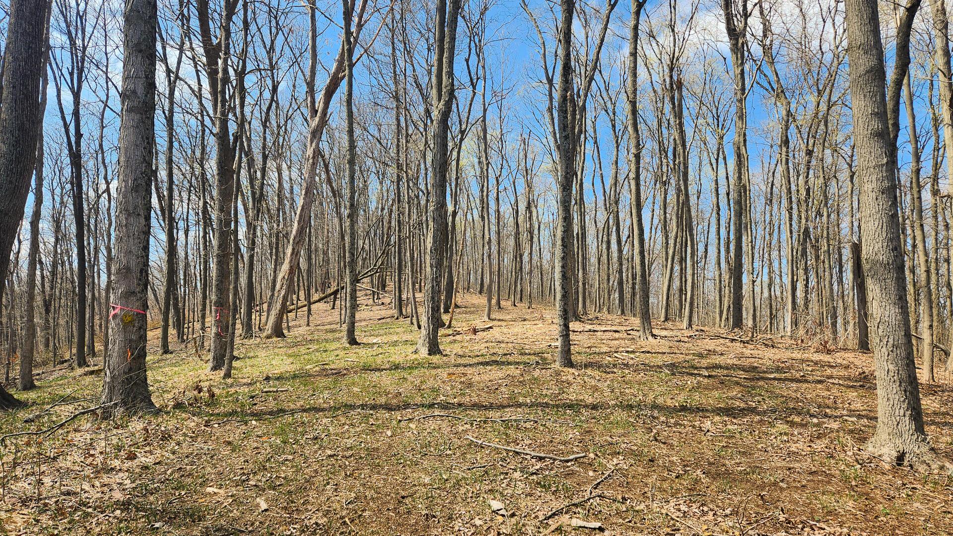0 Pike Lake Rd Road, (tract 4 Pike Lake Getaway) Property Photo 9