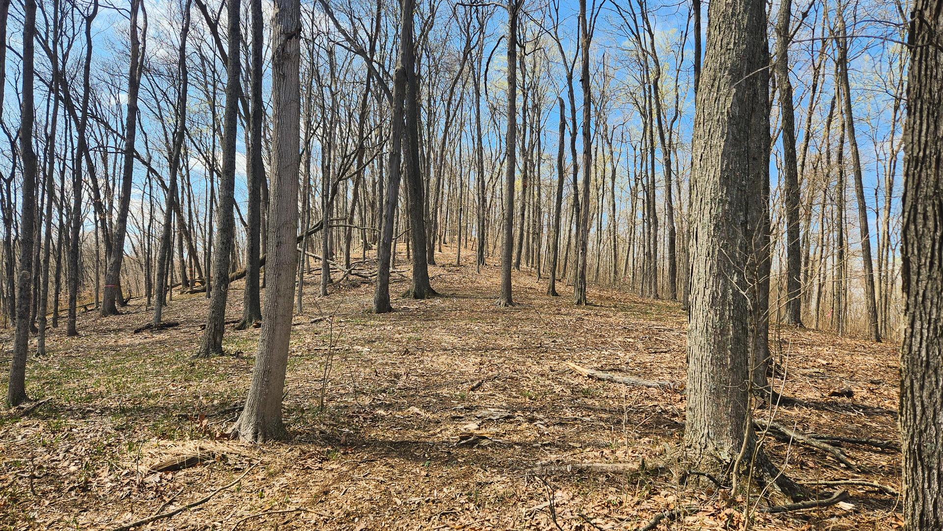 0 Pike Lake Rd Road, (tract 4 Pike Lake Getaway) Property Photo 10