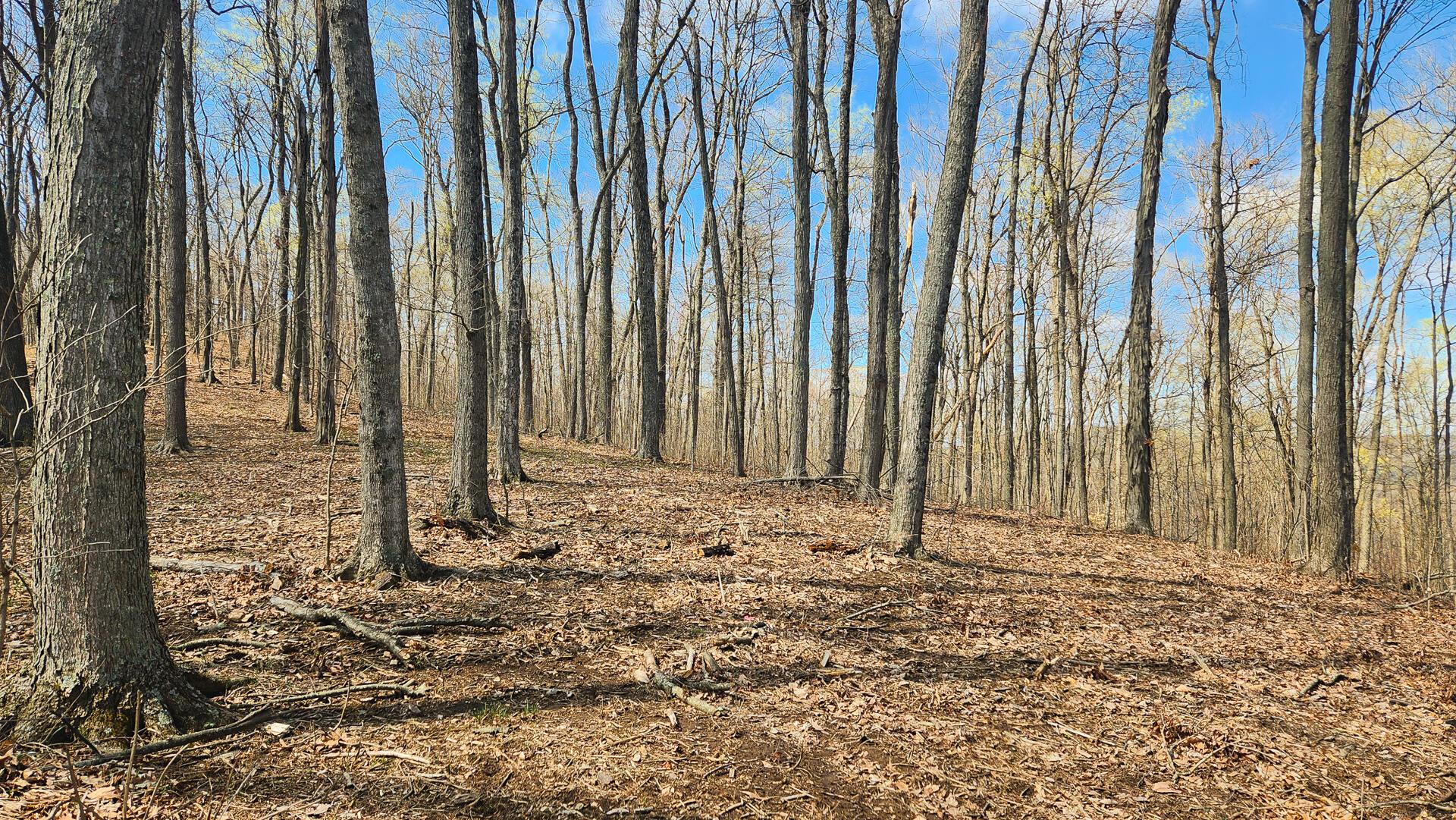0 Pike Lake Rd Road, (tract 4 Pike Lake Getaway) Property Photo 47