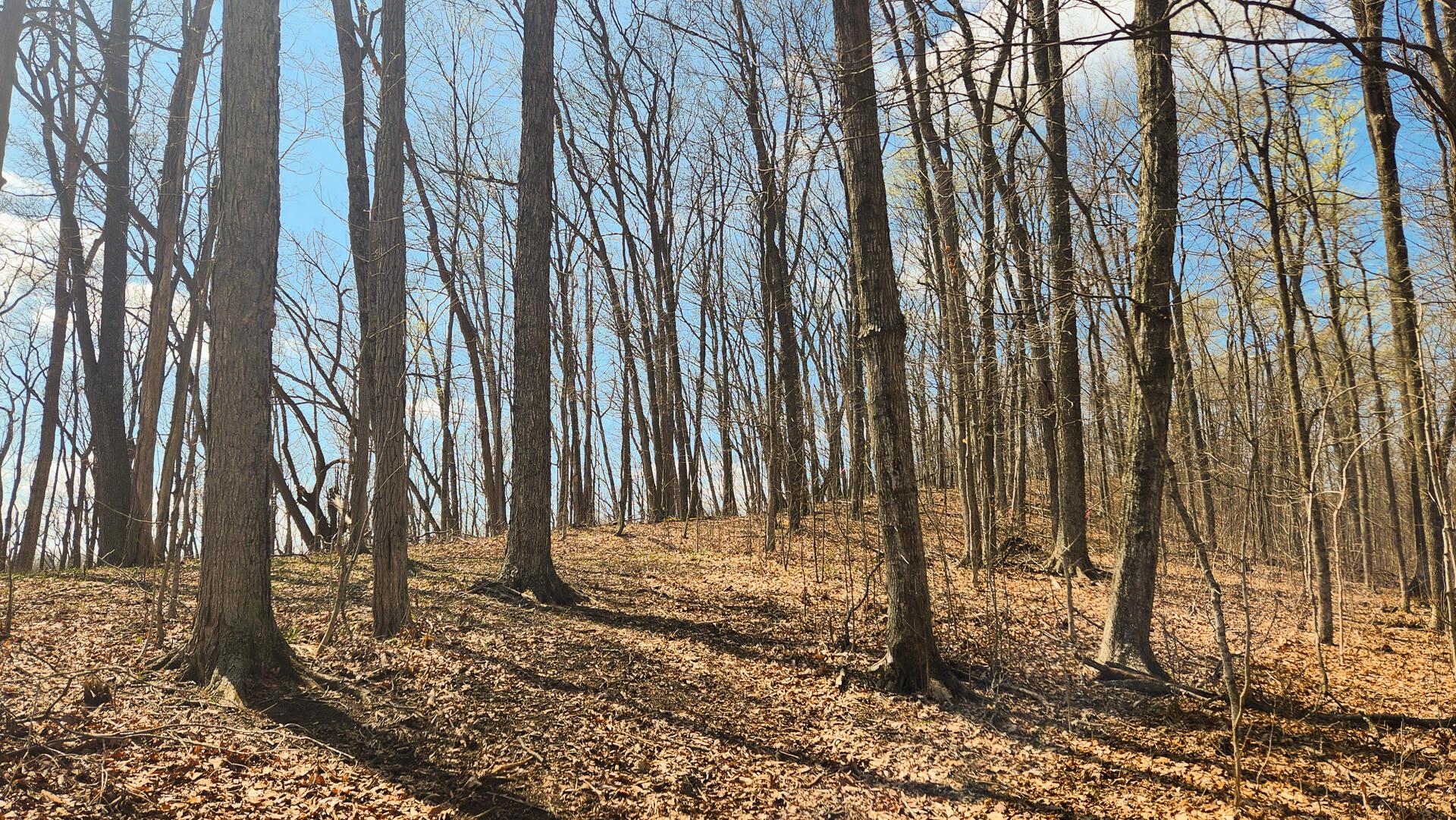 0 Pike Lake Rd Road, (tract 4 Pike Lake Getaway) Property Photo 53