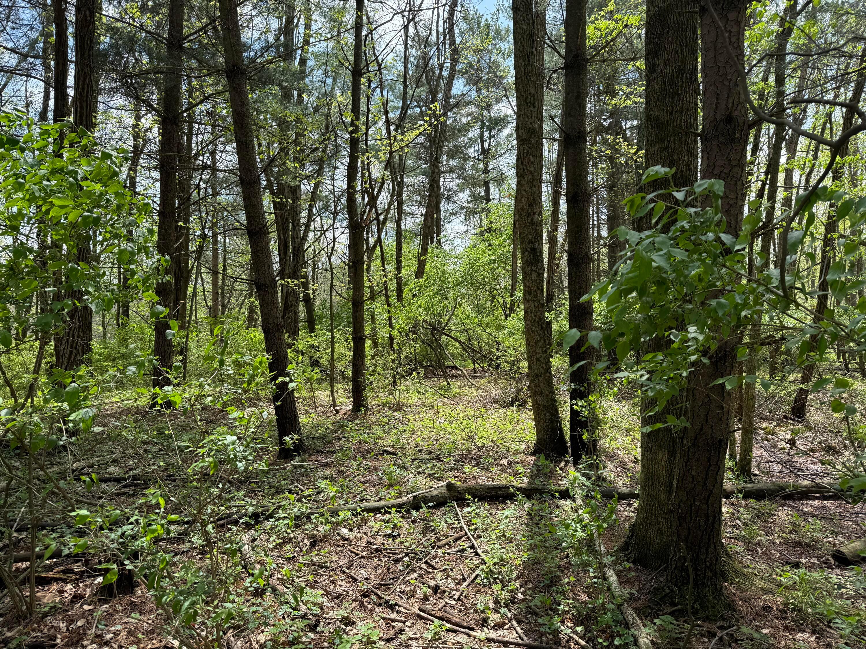 0 Dutch Lane Nw Property Photo 4