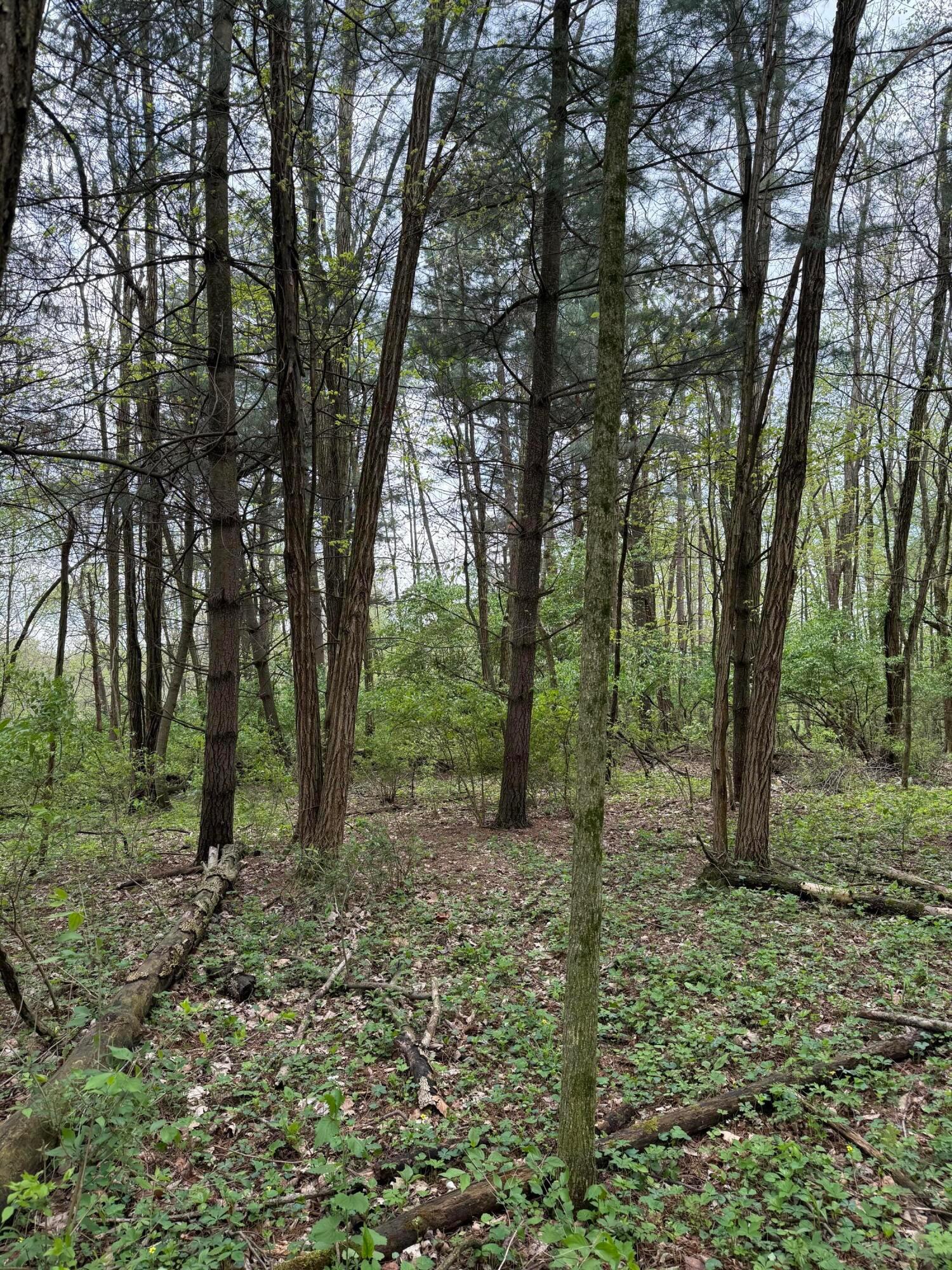 0 Dutch Lane Nw Property Photo 5