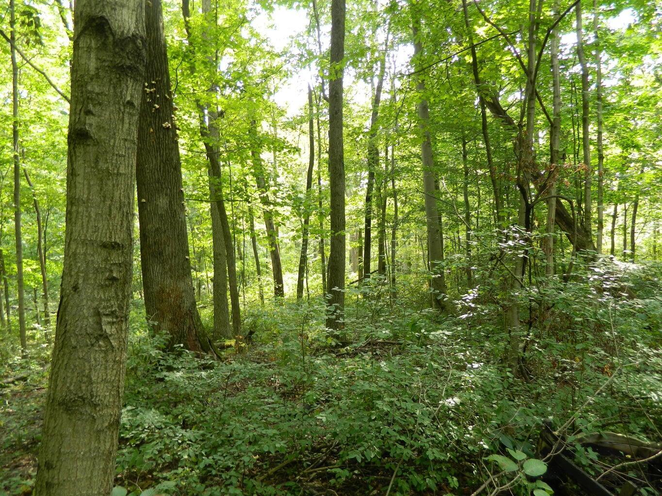 30650 State Route 739 Property Photo 15