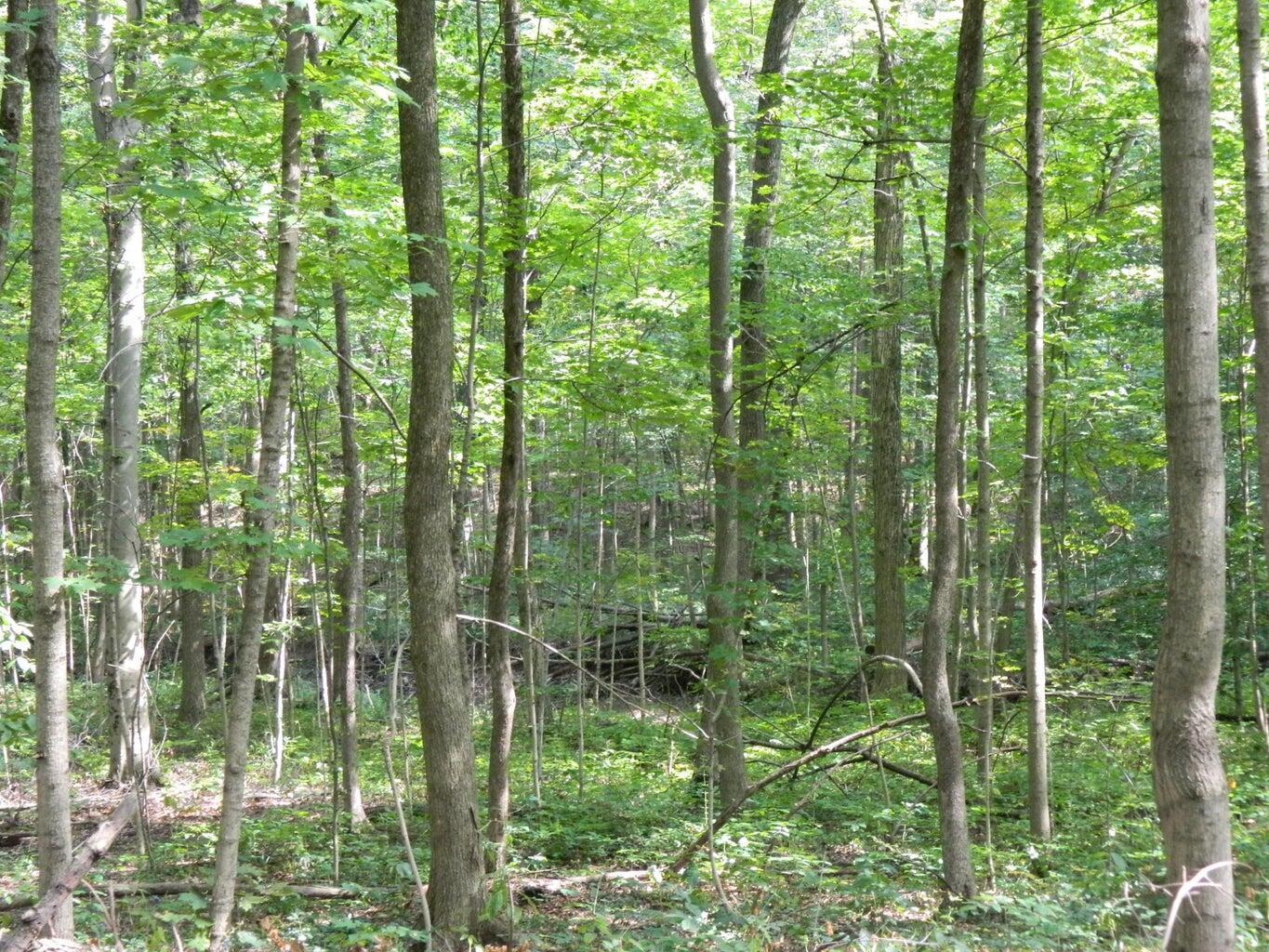 30650 State Route 739 Property Photo 16