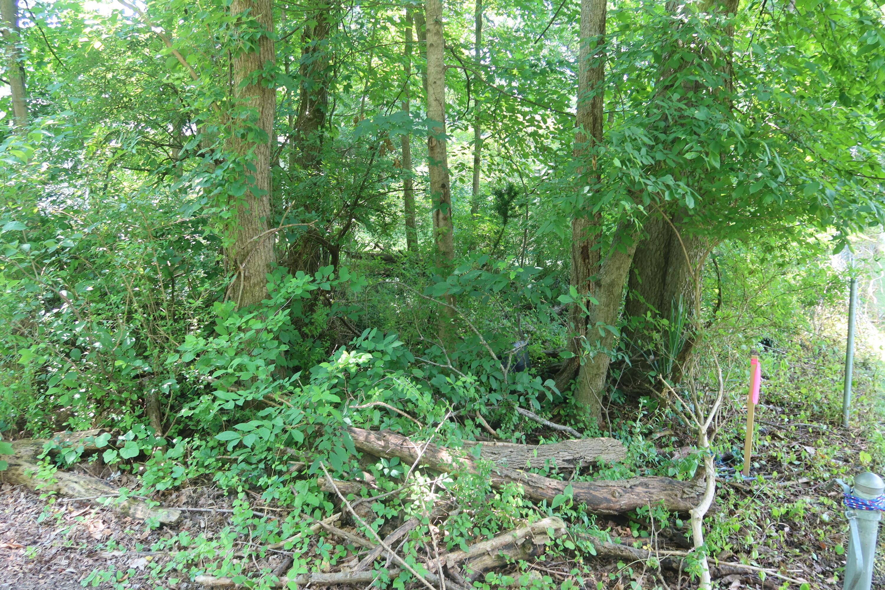 0 Forrest Road Ne Property Photo 16