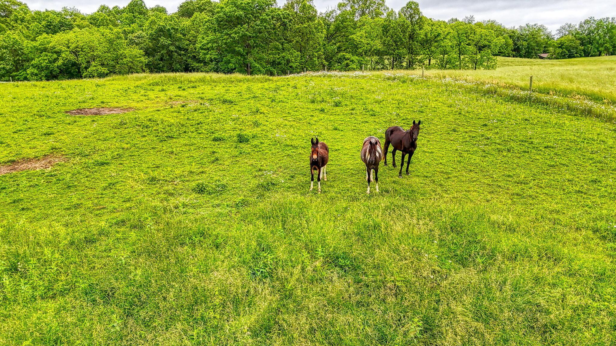 10057 State Route 776 Property Photo 57