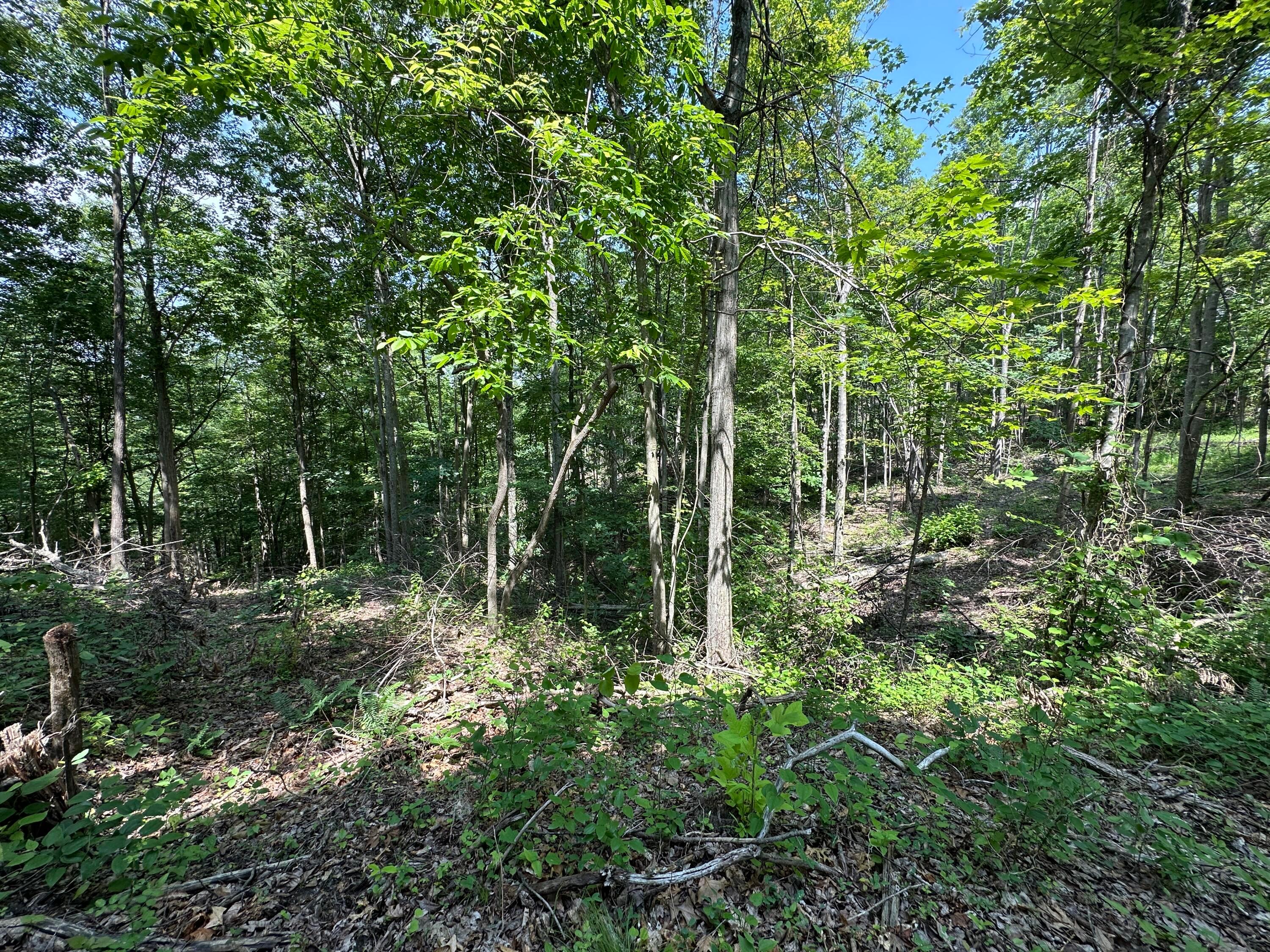 0 Lick Run Lyra Road Property Photo 27