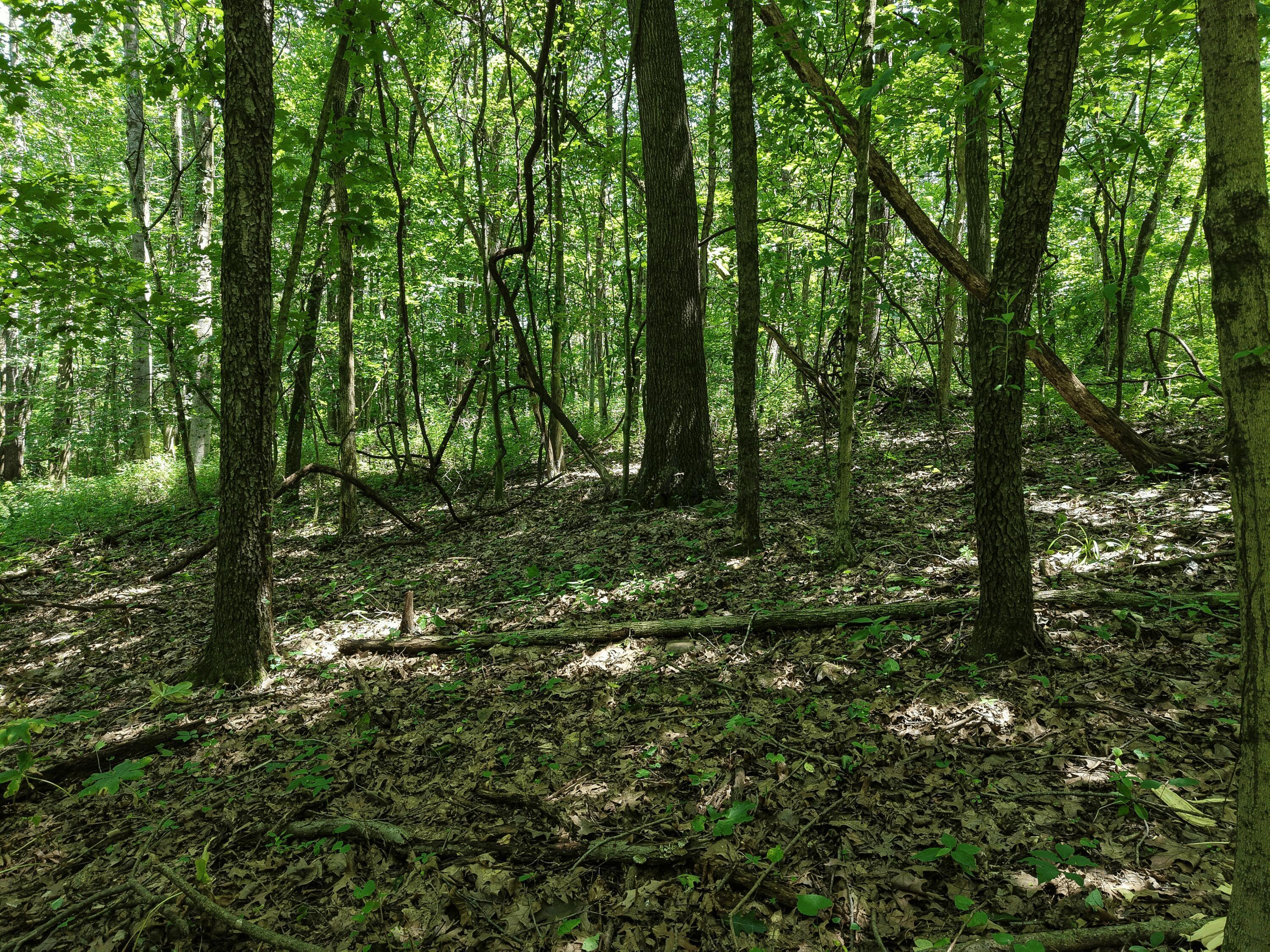 0 State Route 83 Property Photo 20