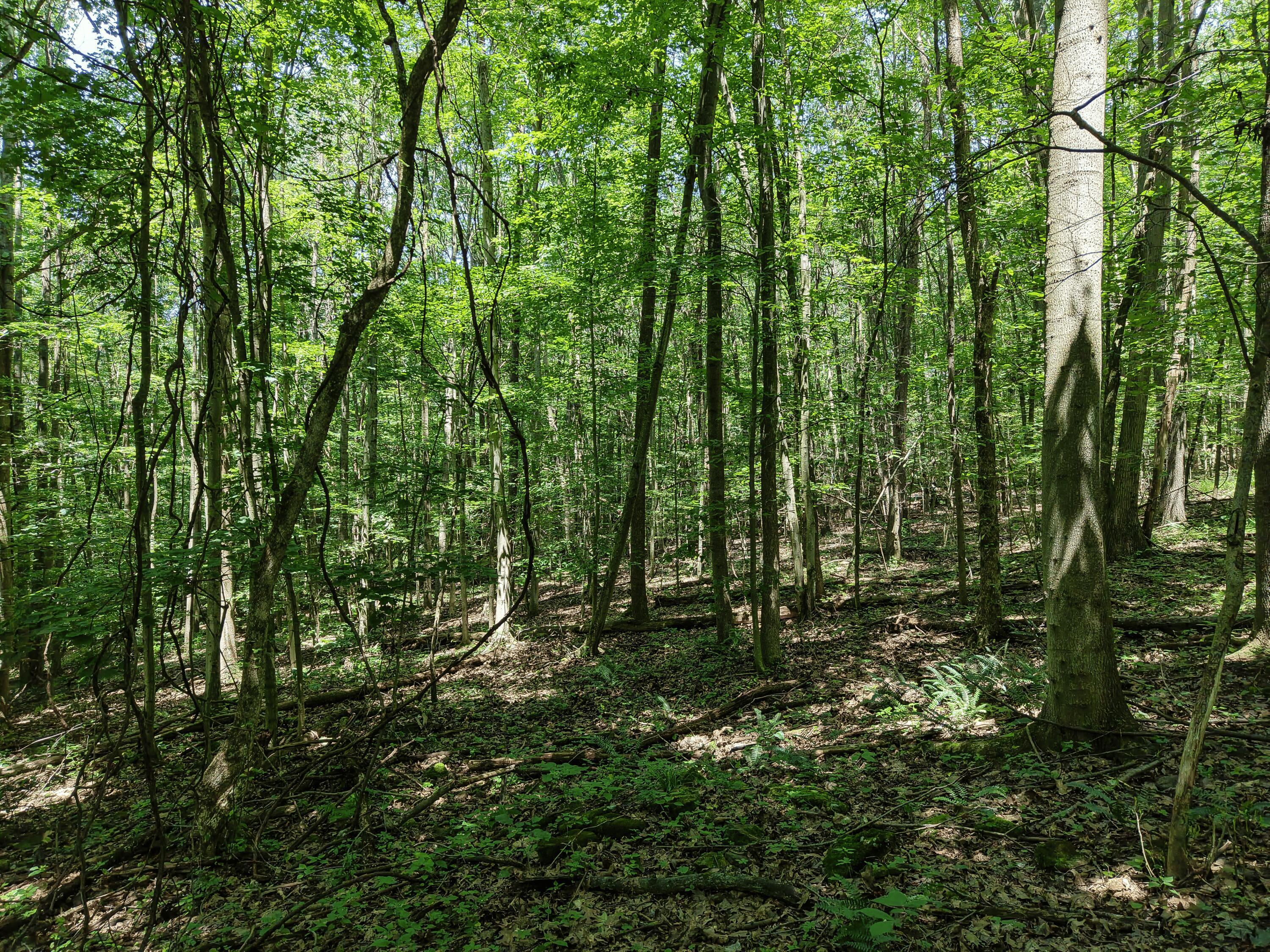 0 State Route 83 Property Photo 21