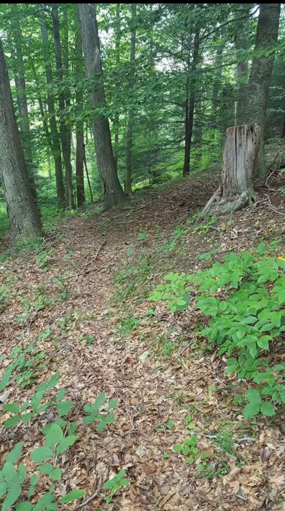 24138 Huffines Road Property Photo 73