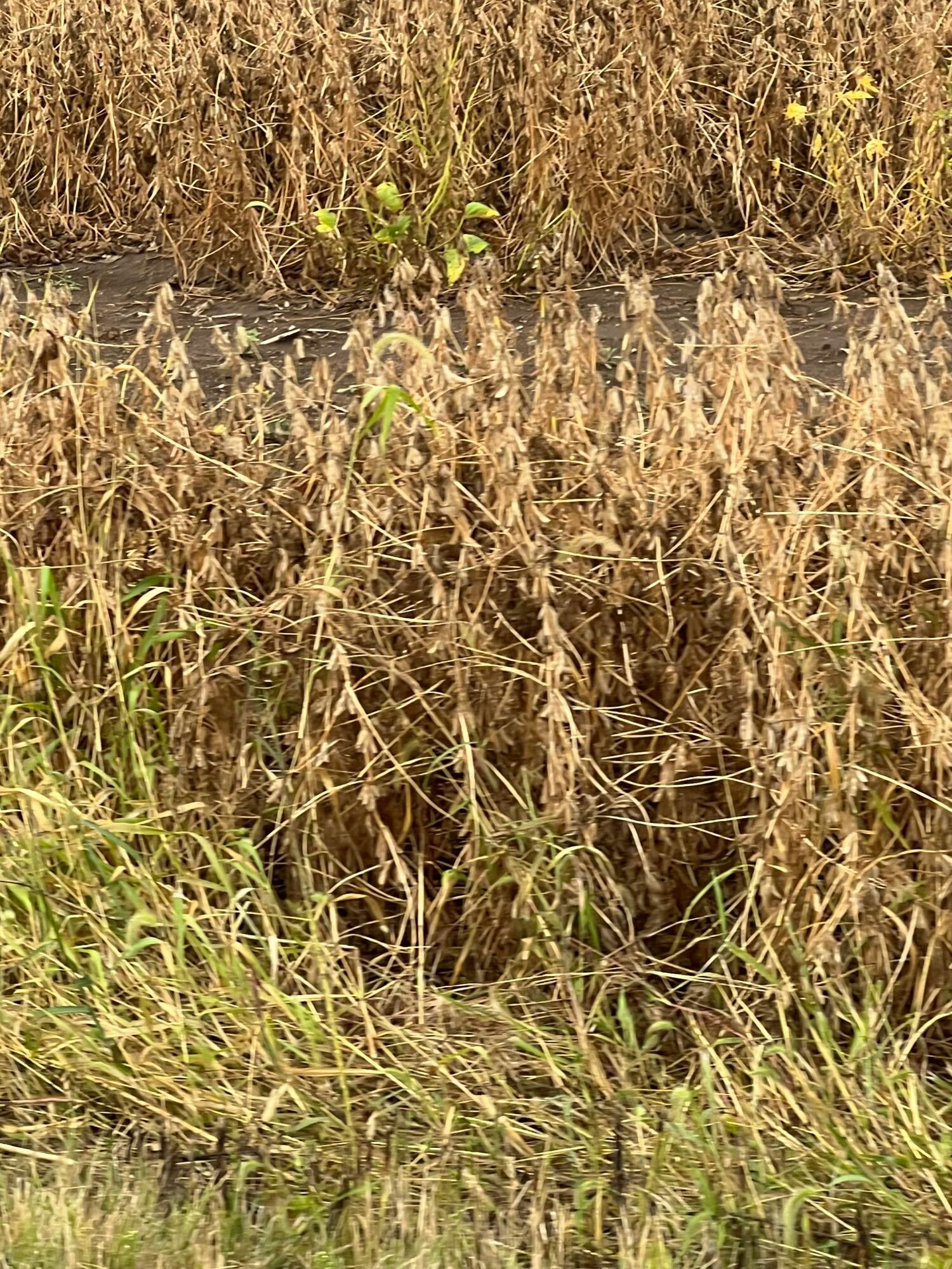 11350 Tarlton Road Property Photo 1