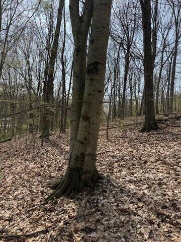 0 Walnut Dowler Road Property Photo 4