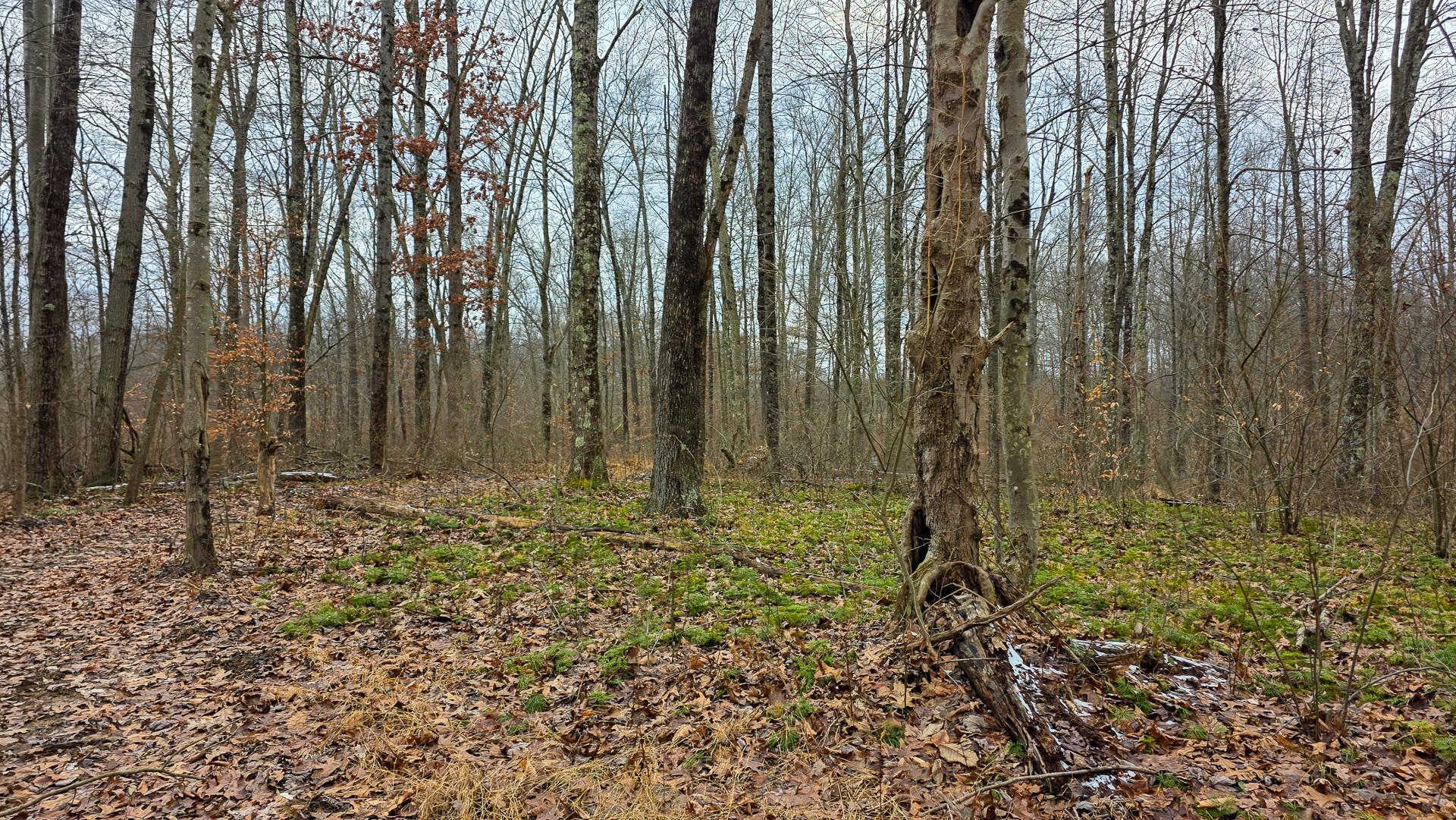 7893 Scenic Road Se, (lot 12 At Scenic Trails) Property Photo 32