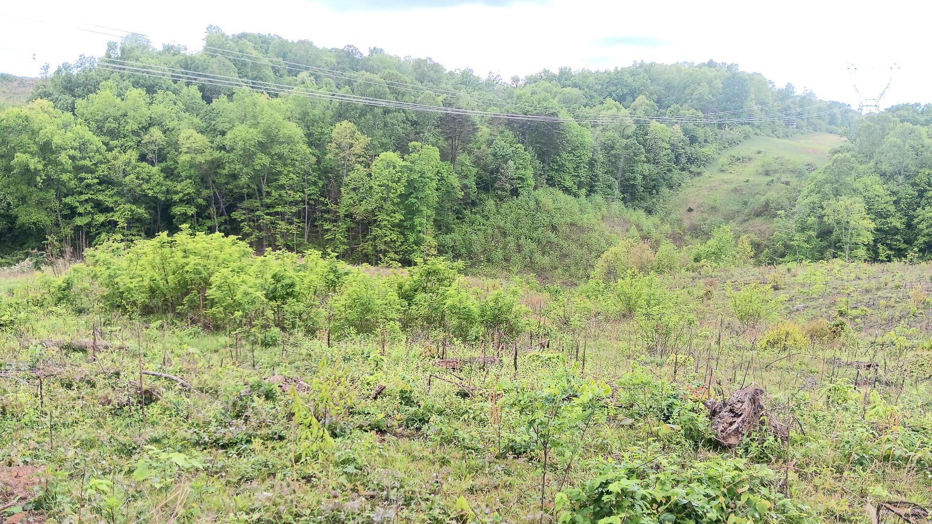 0 Hampton Hollow Road, (7 Acre Tract) Property Photo 8
