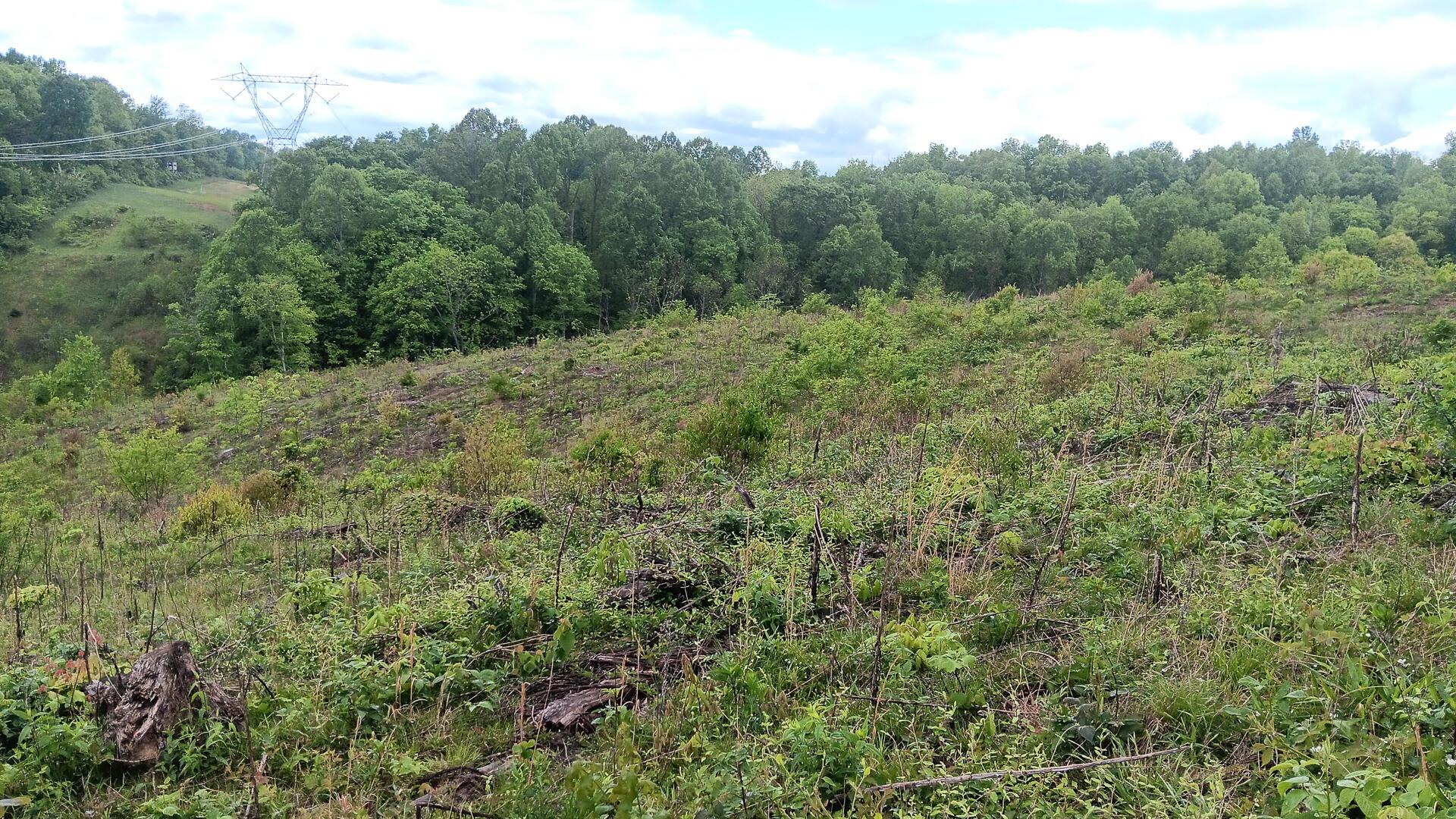 0 Hampton Hollow Road, (7 Acre Tract) Property Photo 9