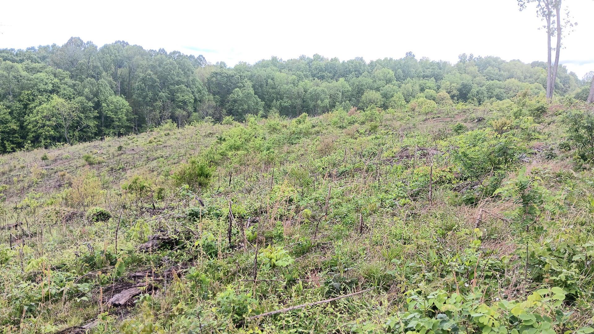 0 Hampton Hollow Road, (7 Acre Tract) Property Photo 11