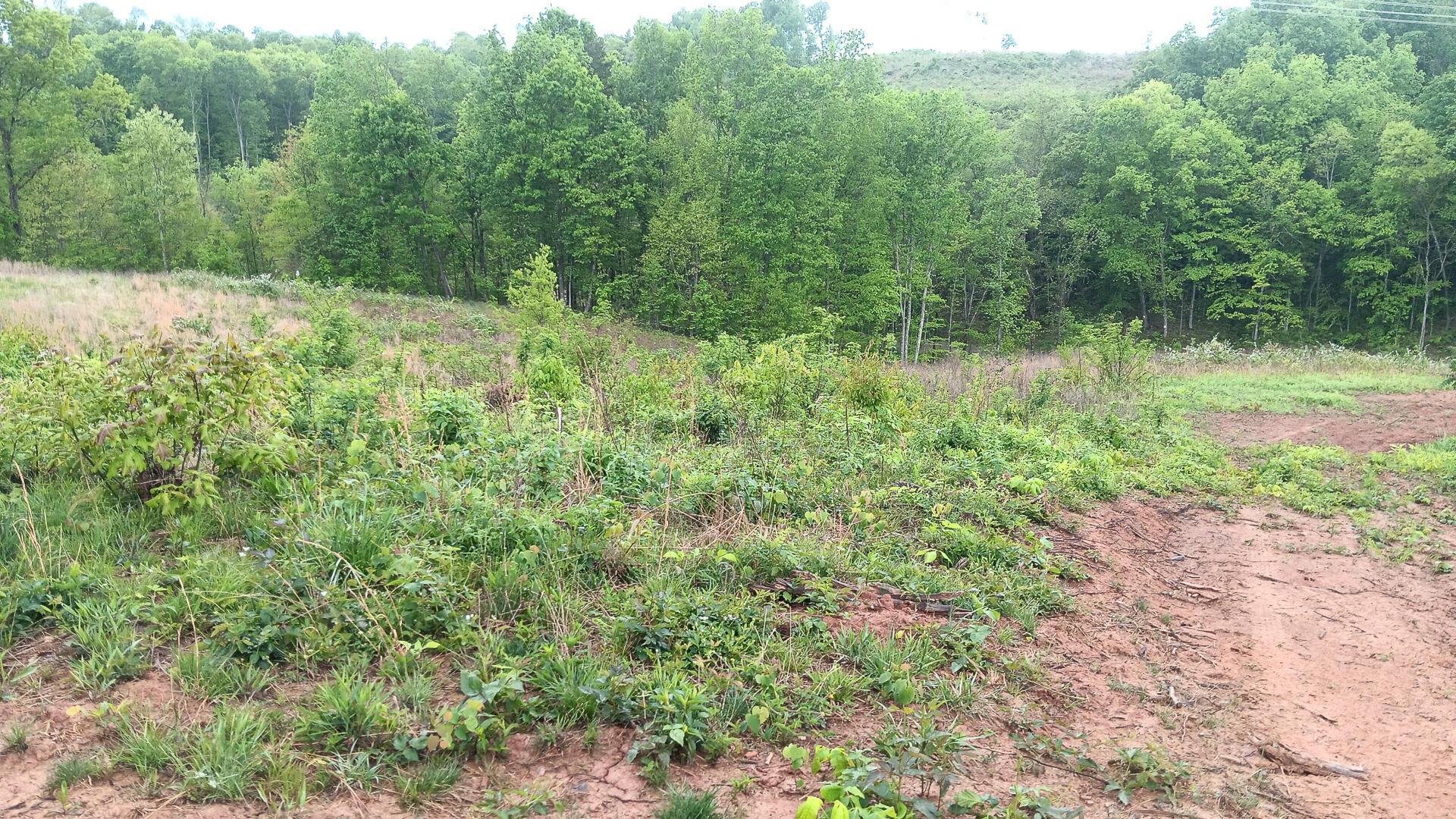 0 Hampton Hollow Road, (7 Acre Tract) Property Photo 13