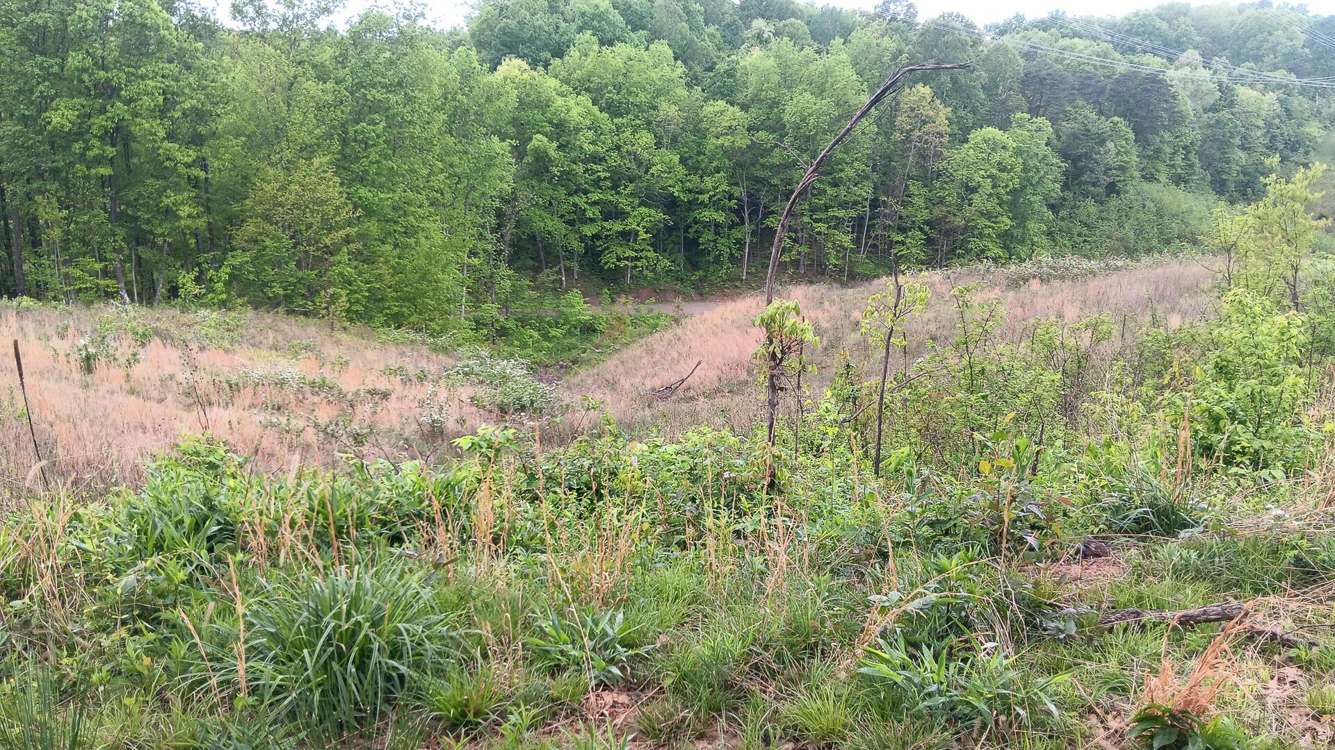 0 Hampton Hollow Road, (7 Acre Tract) Property Photo 14