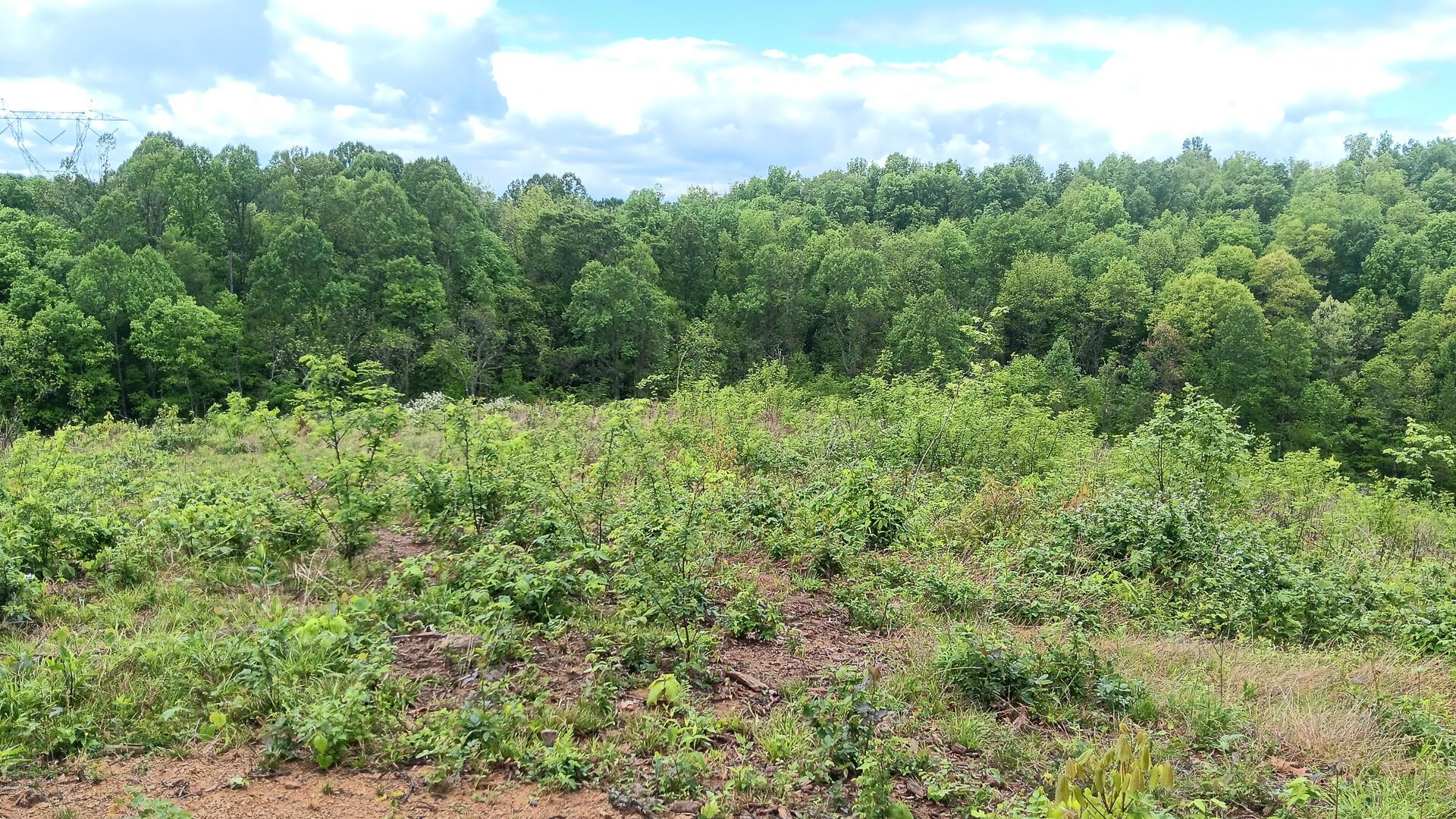 0 Hampton Hollow Road, (7 Acre Tract) Property Photo 17