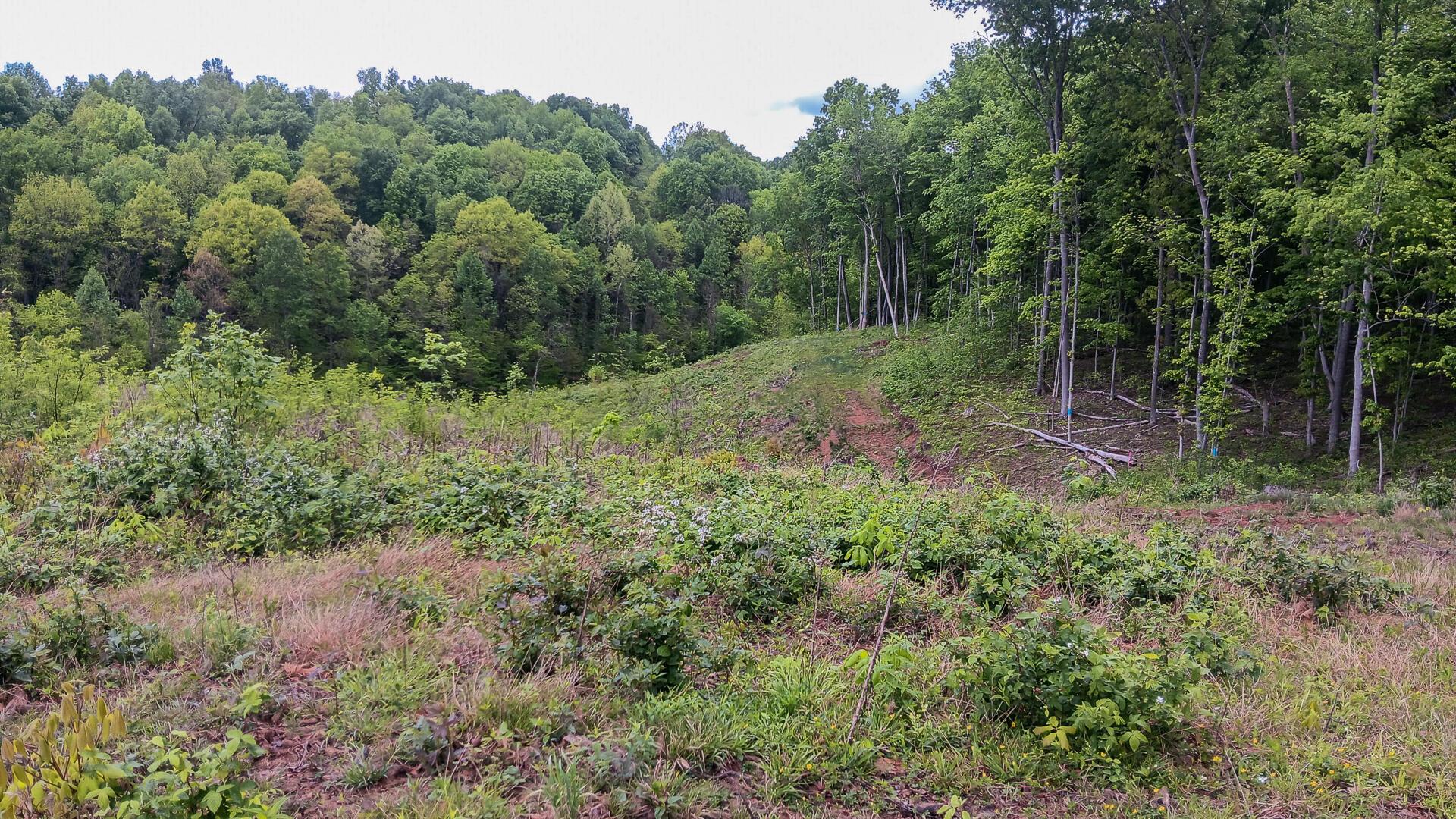 0 Hampton Hollow Road, (7 Acre Tract) Property Photo 18