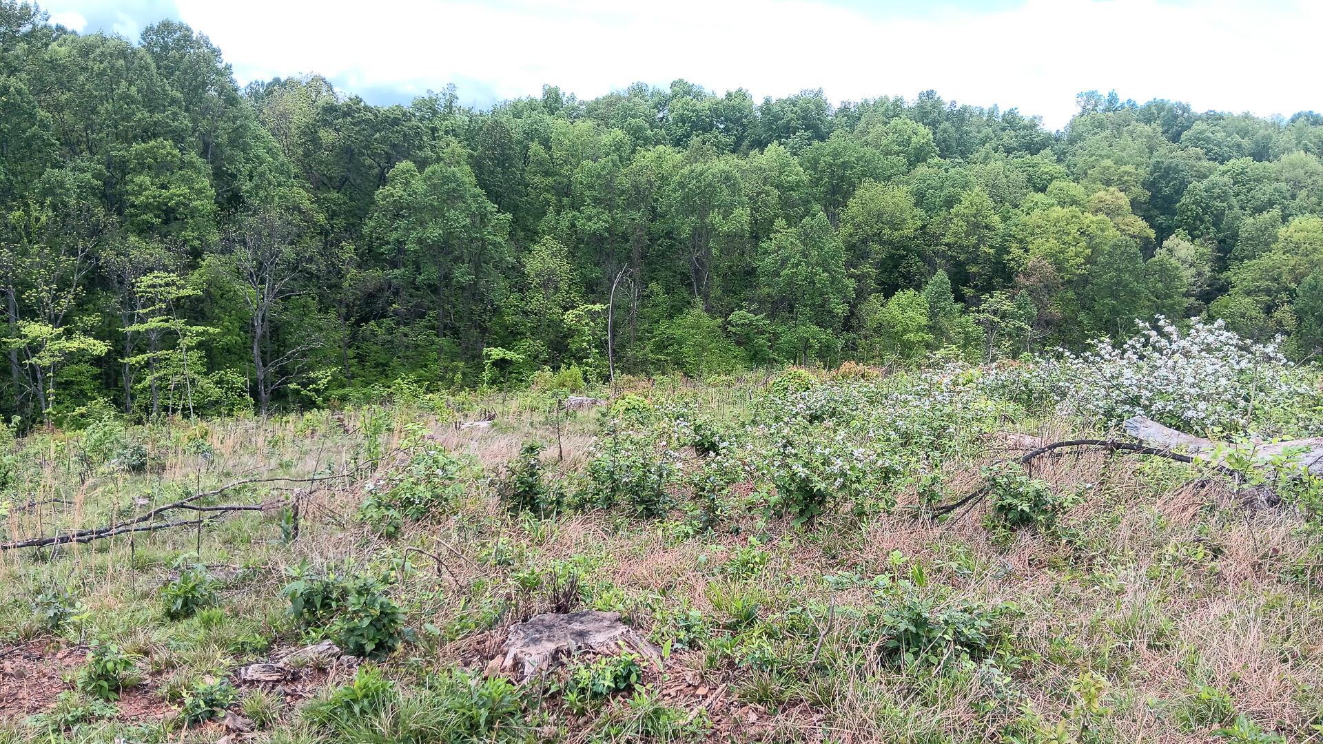 0 Hampton Hollow Road, (7 Acre Tract) Property Photo 20