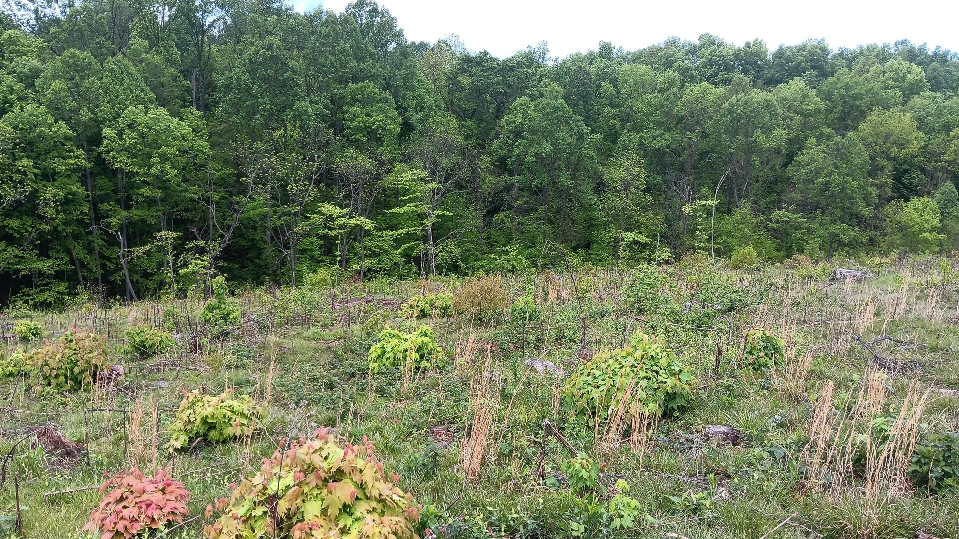 0 Hampton Hollow Road, (7 Acre Tract) Property Photo 23