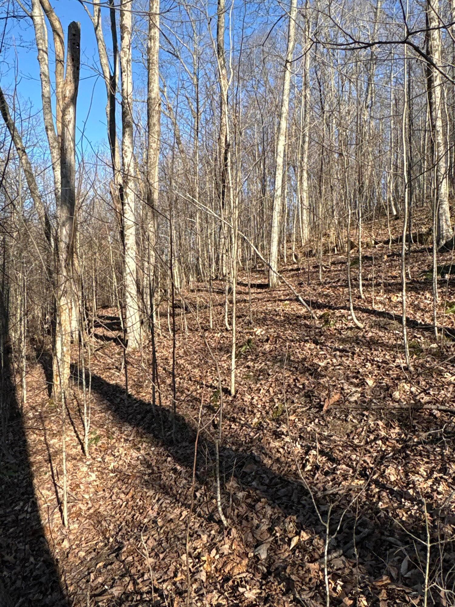 0 Millers Run-fallen Timber Road Property Photo 15