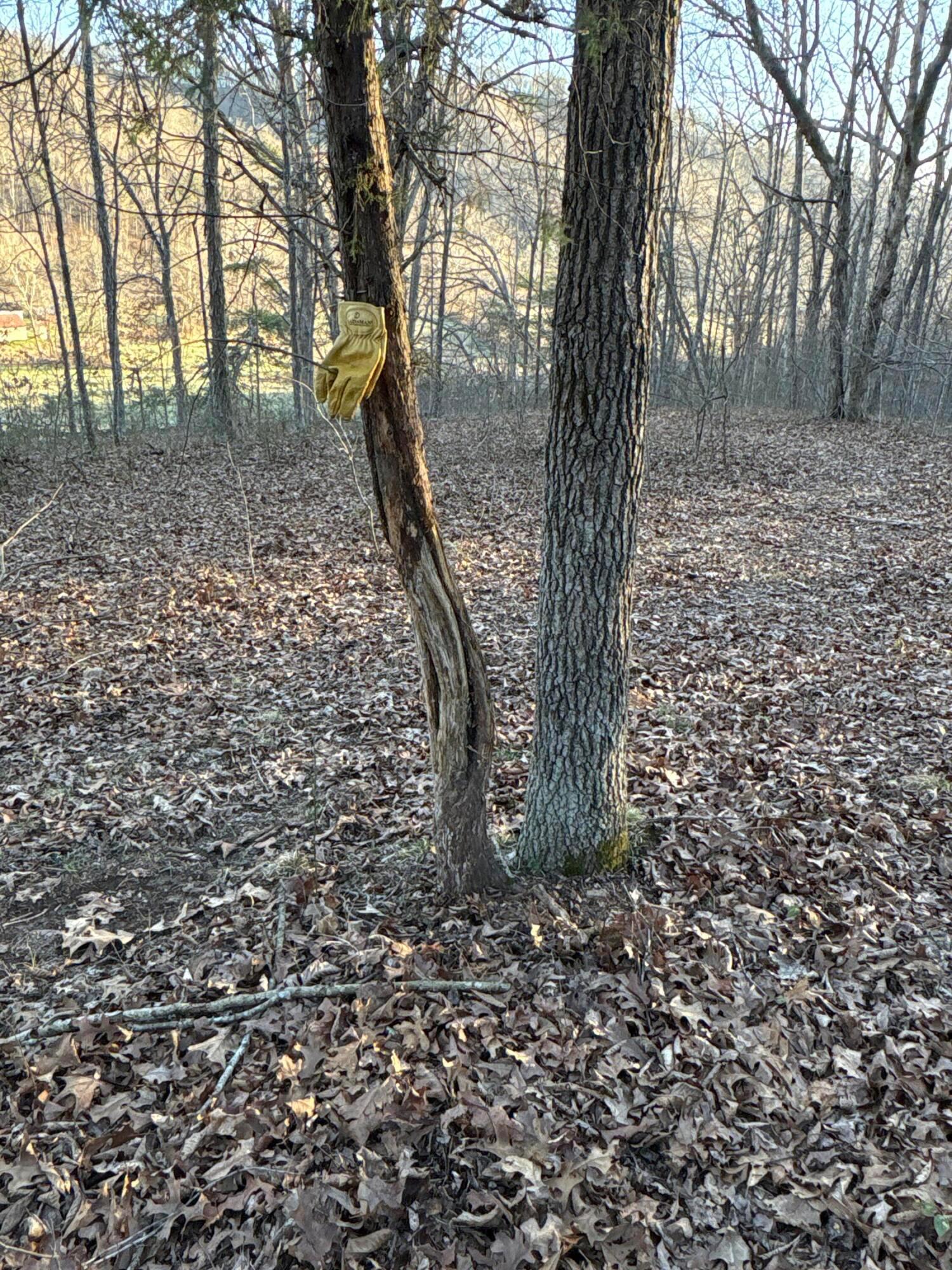 0 Millers Run-fallen Timber Road Property Photo 19