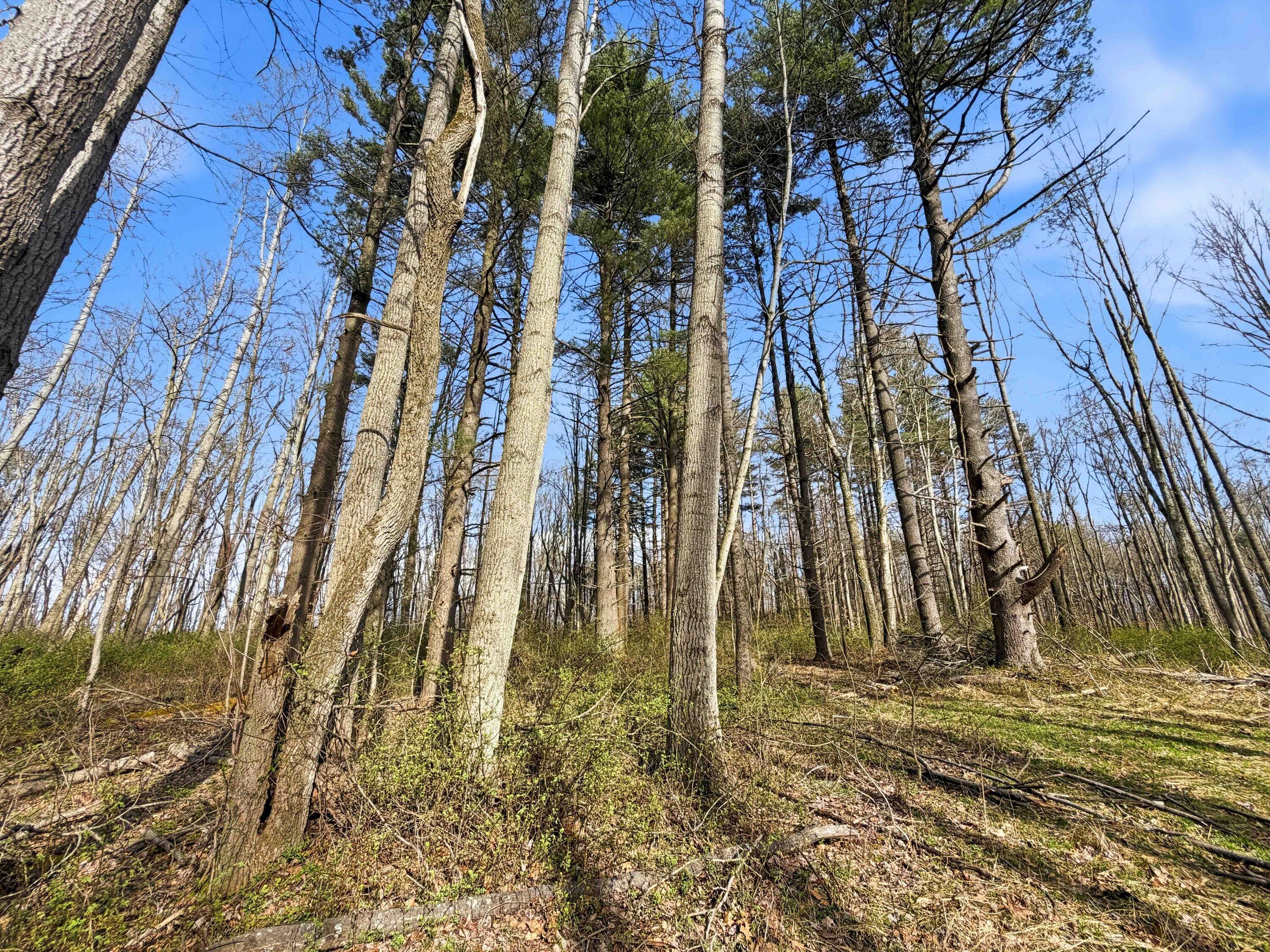 22470 Griffith Road Property Photo 27