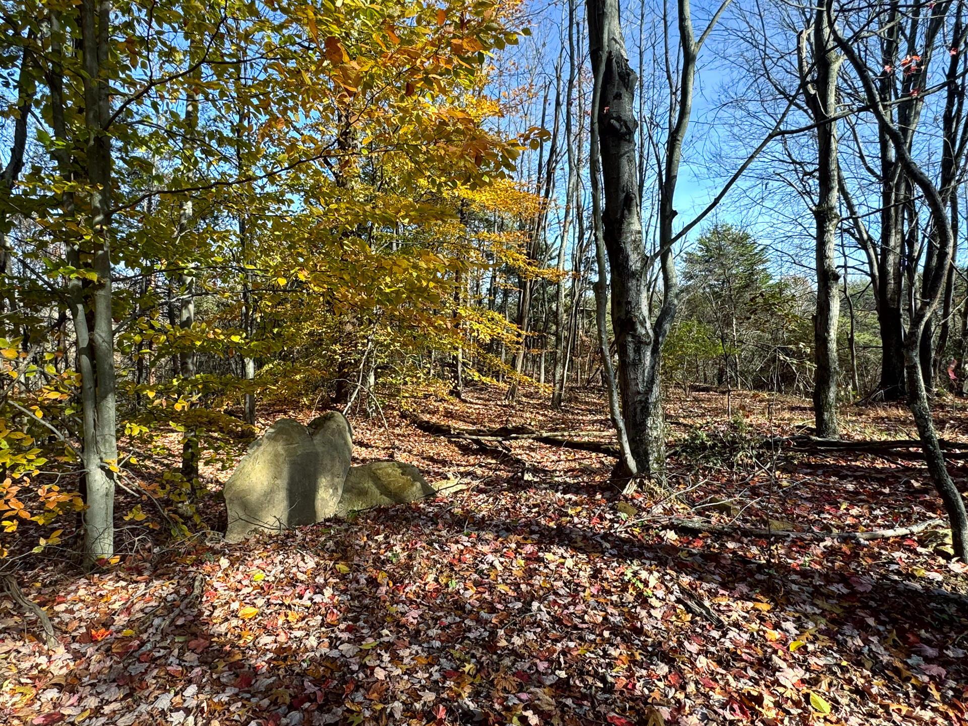 818 Campaign Poplar Road, (ponds Poplar Ridge Tract 4) Property Photo 3