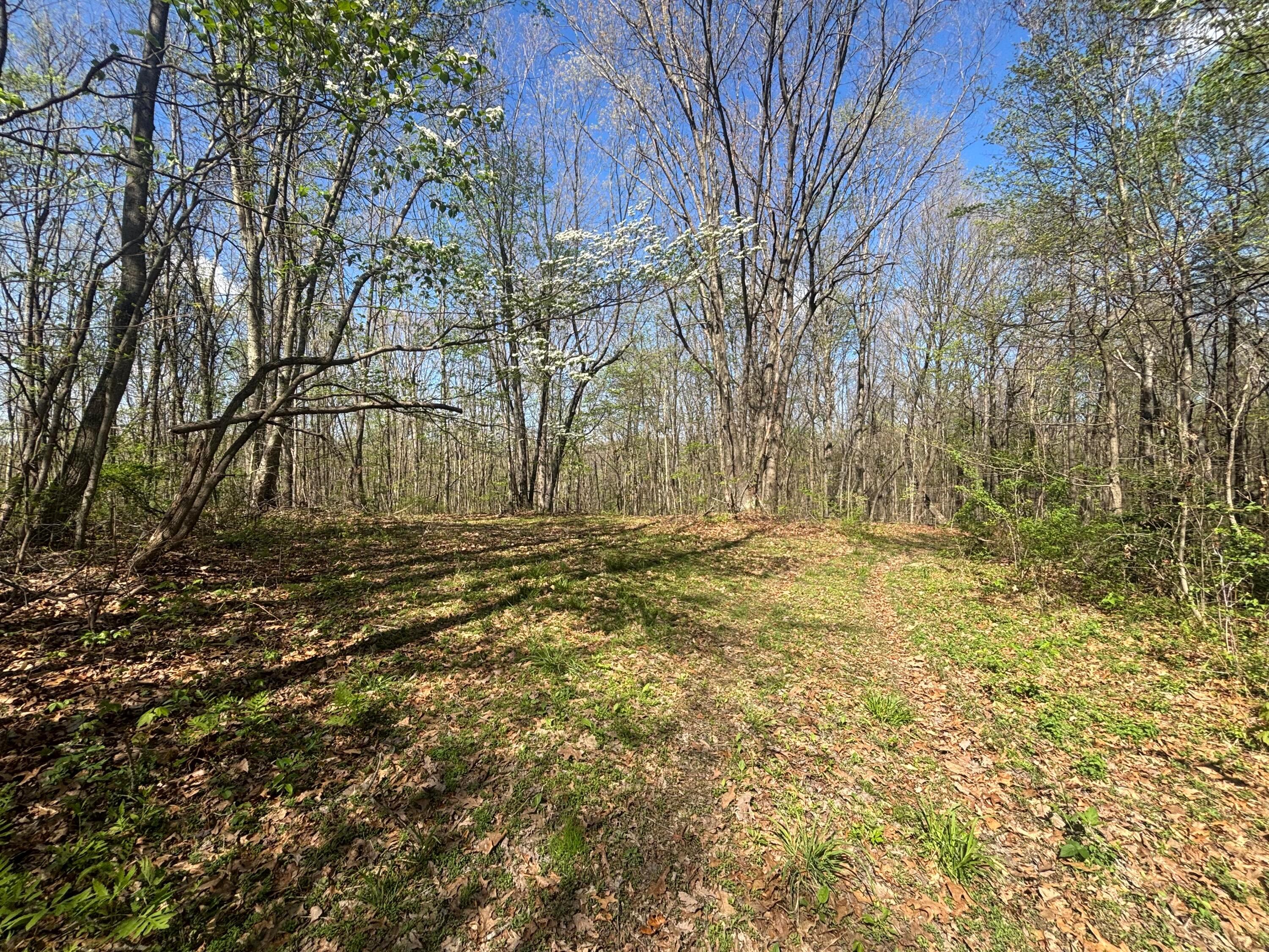 24215 Sheets Mccoy Road Property Photo 9