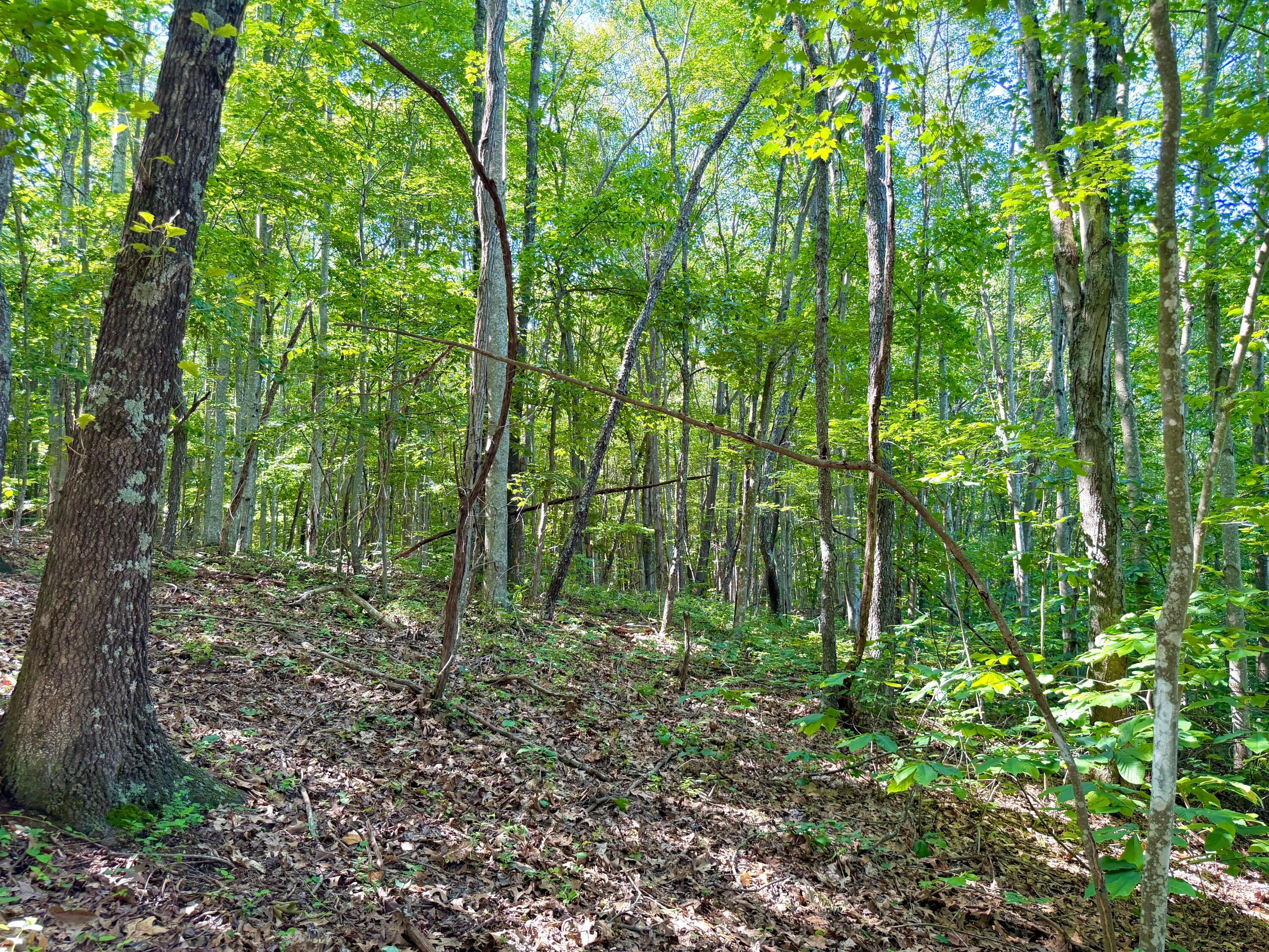 0 State Route 104 Property Photo 7