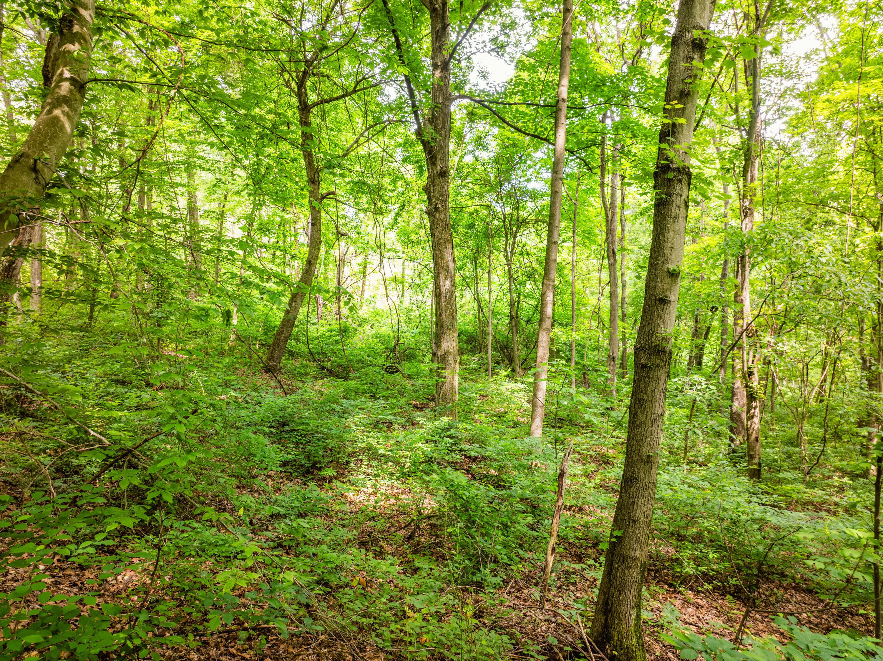 5674 Pleasant Valley Road Property Photo 59