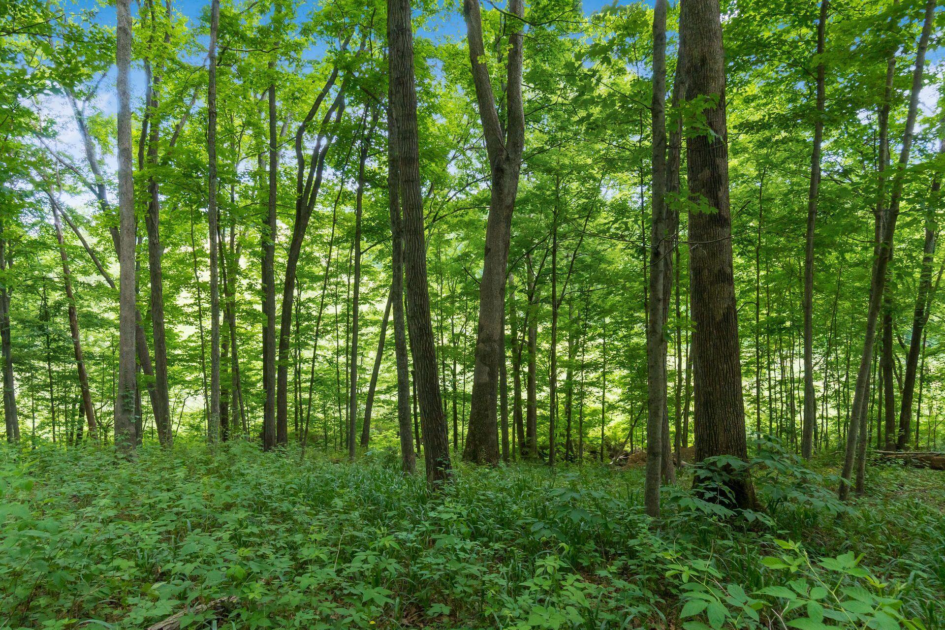 770 Standpipe Road Property Photo 111