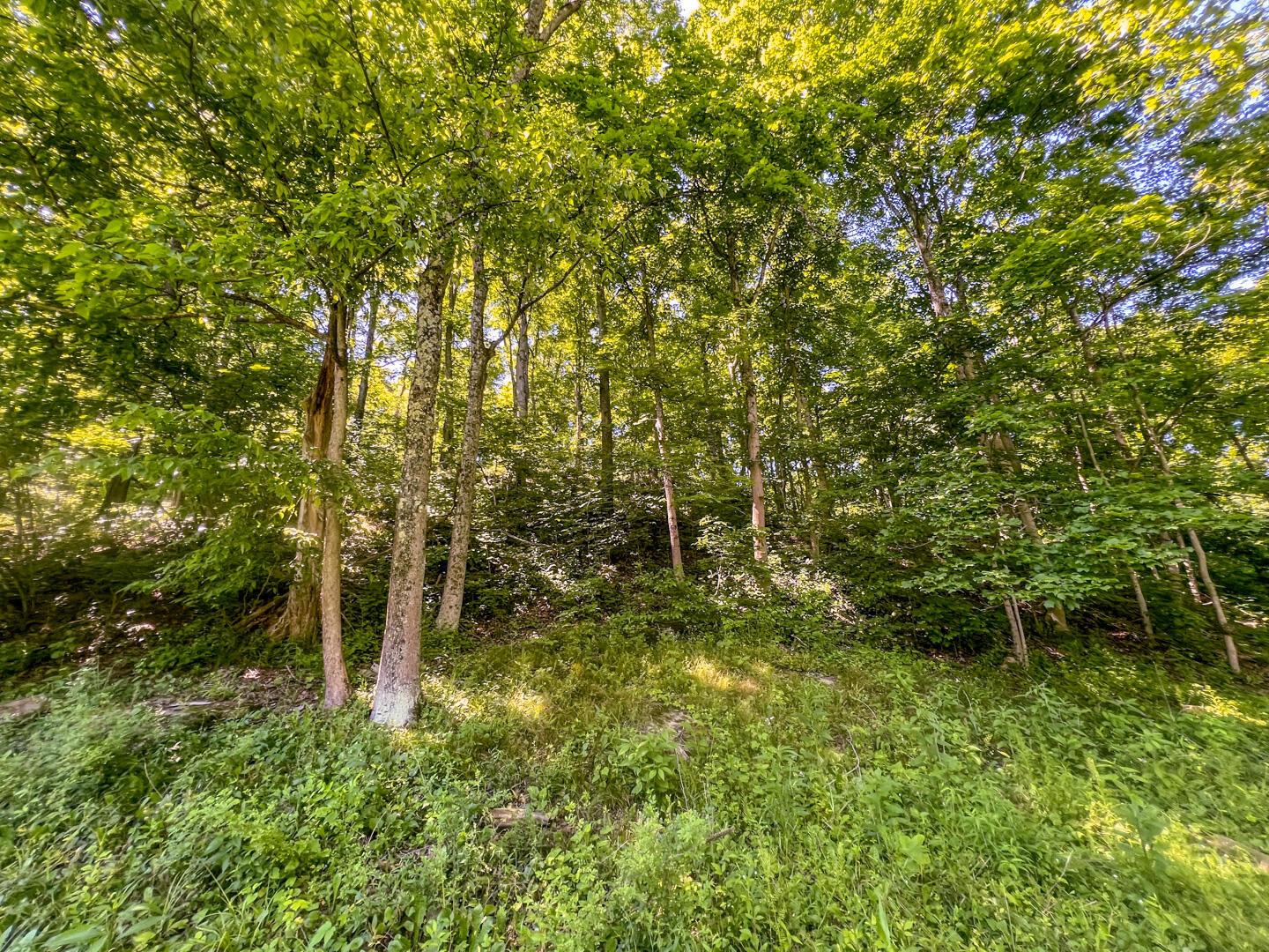 0 Rush Run Road Property Photo 3