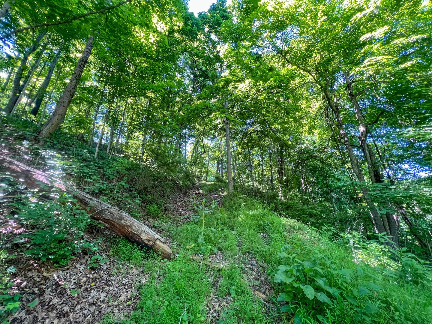 0 Rush Run Road Property Photo 4