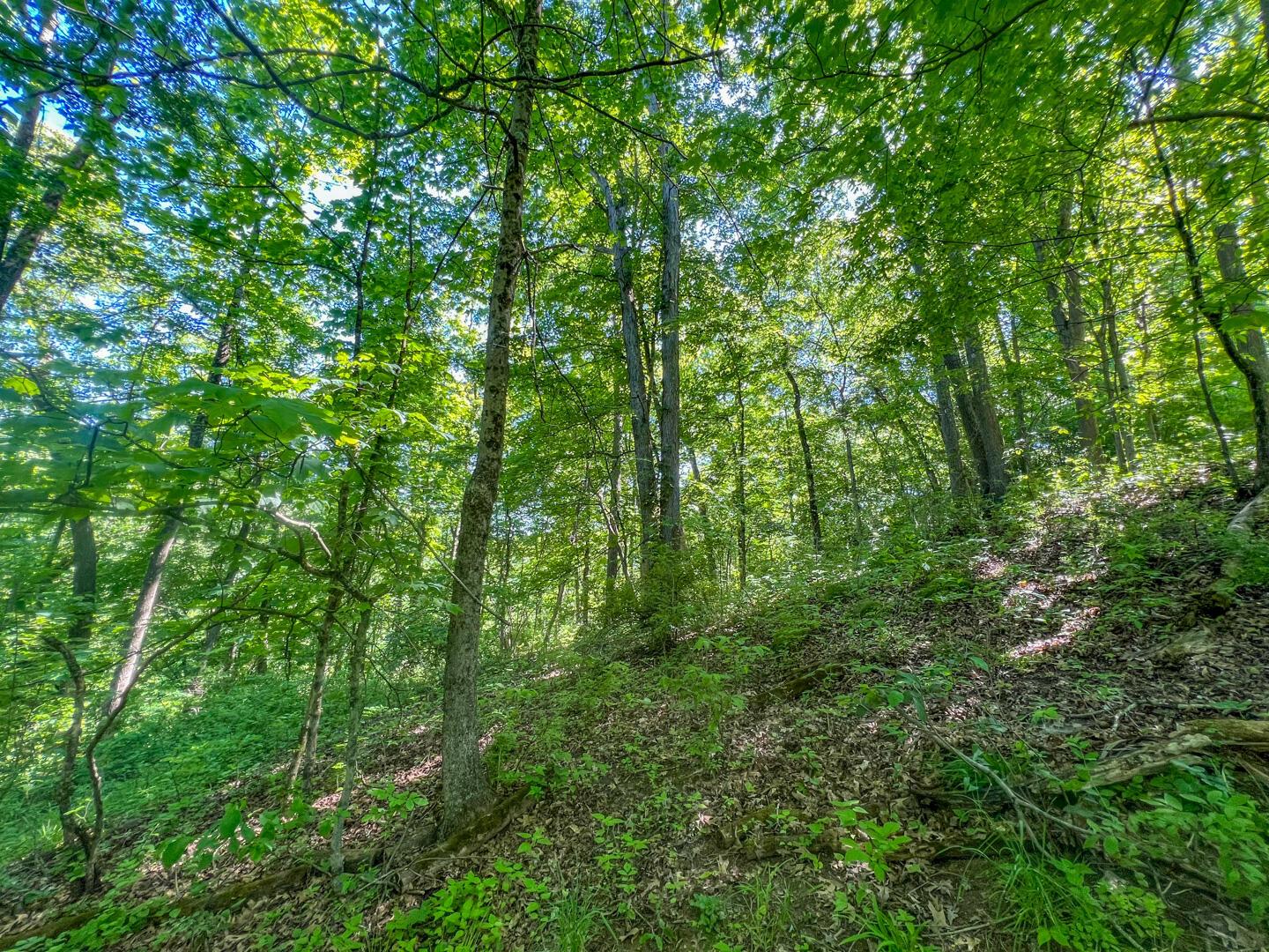 0 Rush Run Road Property Photo 6
